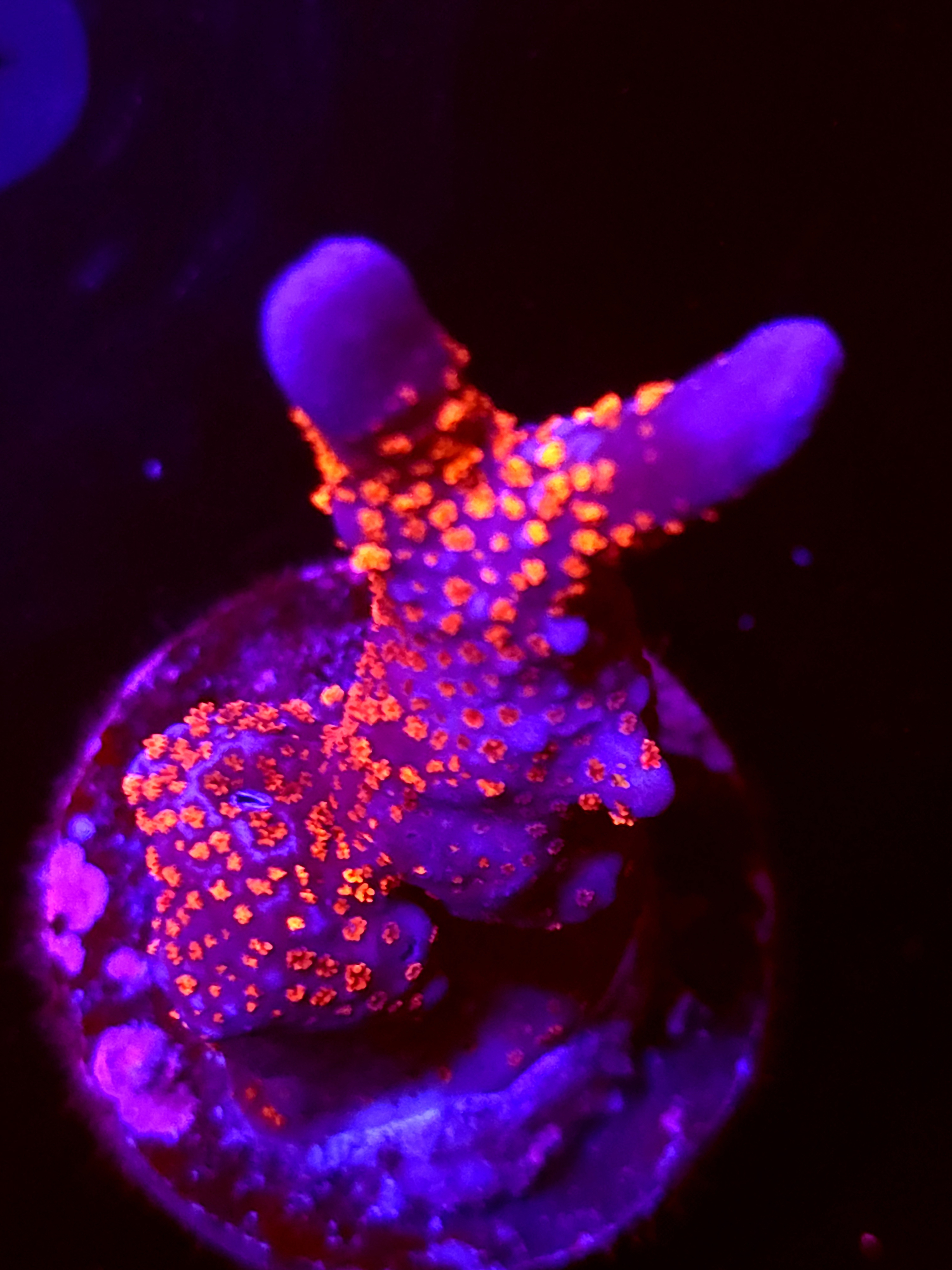 SBB "Bubble Digi" Acro Large Branch Colony