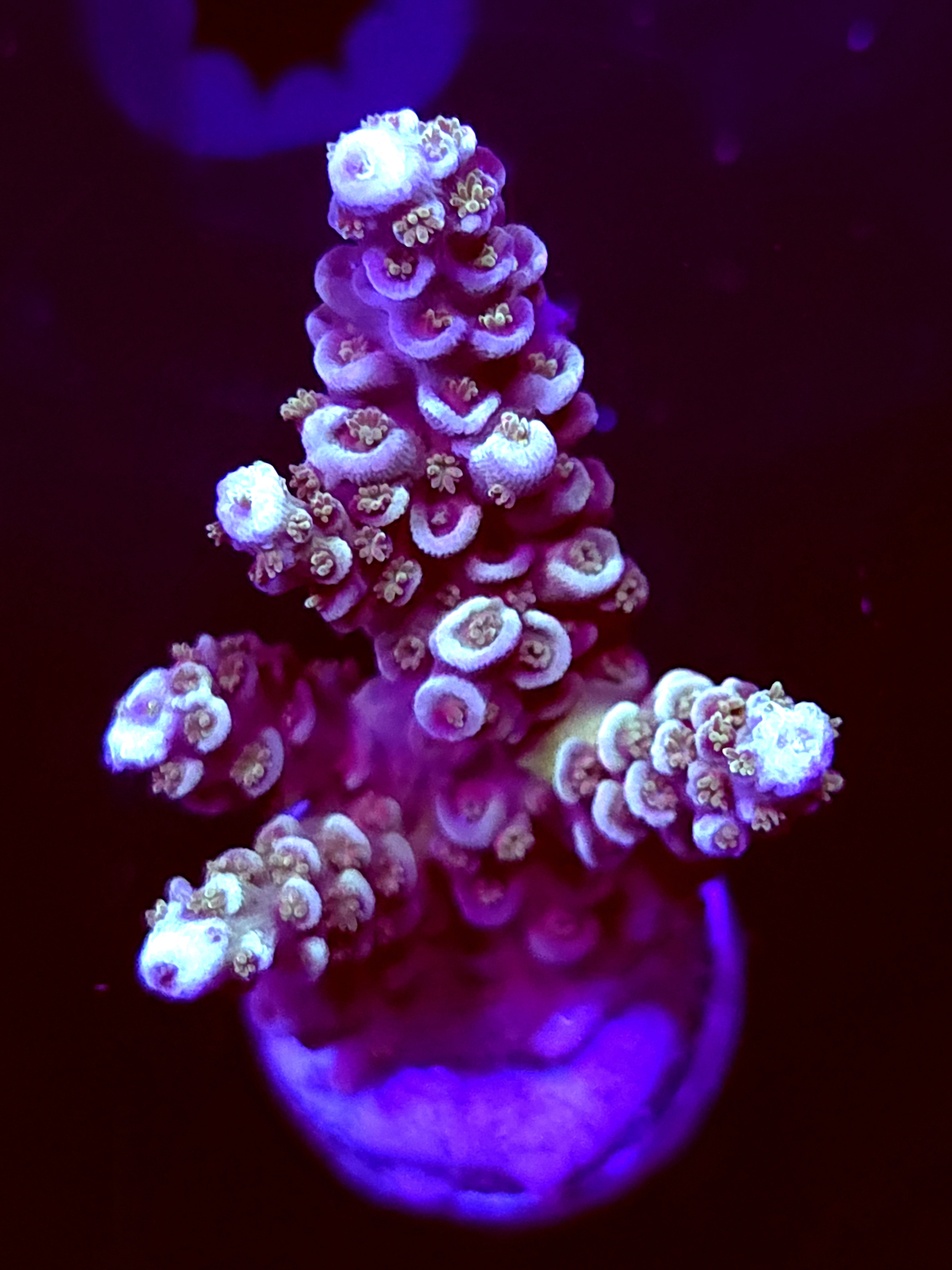 SBB "Data Corrupt" Acro Large Multibranch