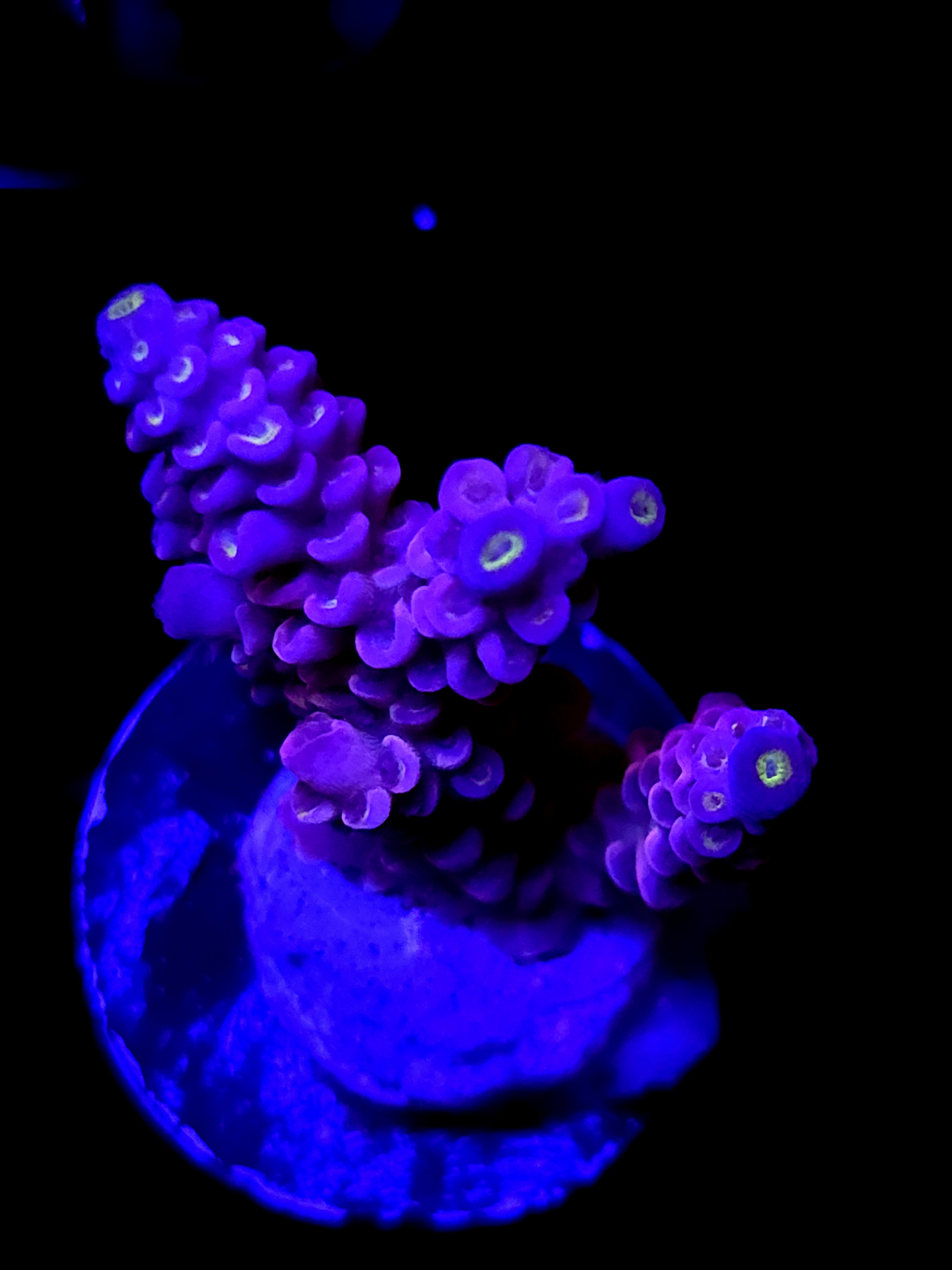 SBB " Pink Passion" Acro Medium Multibranch Colony