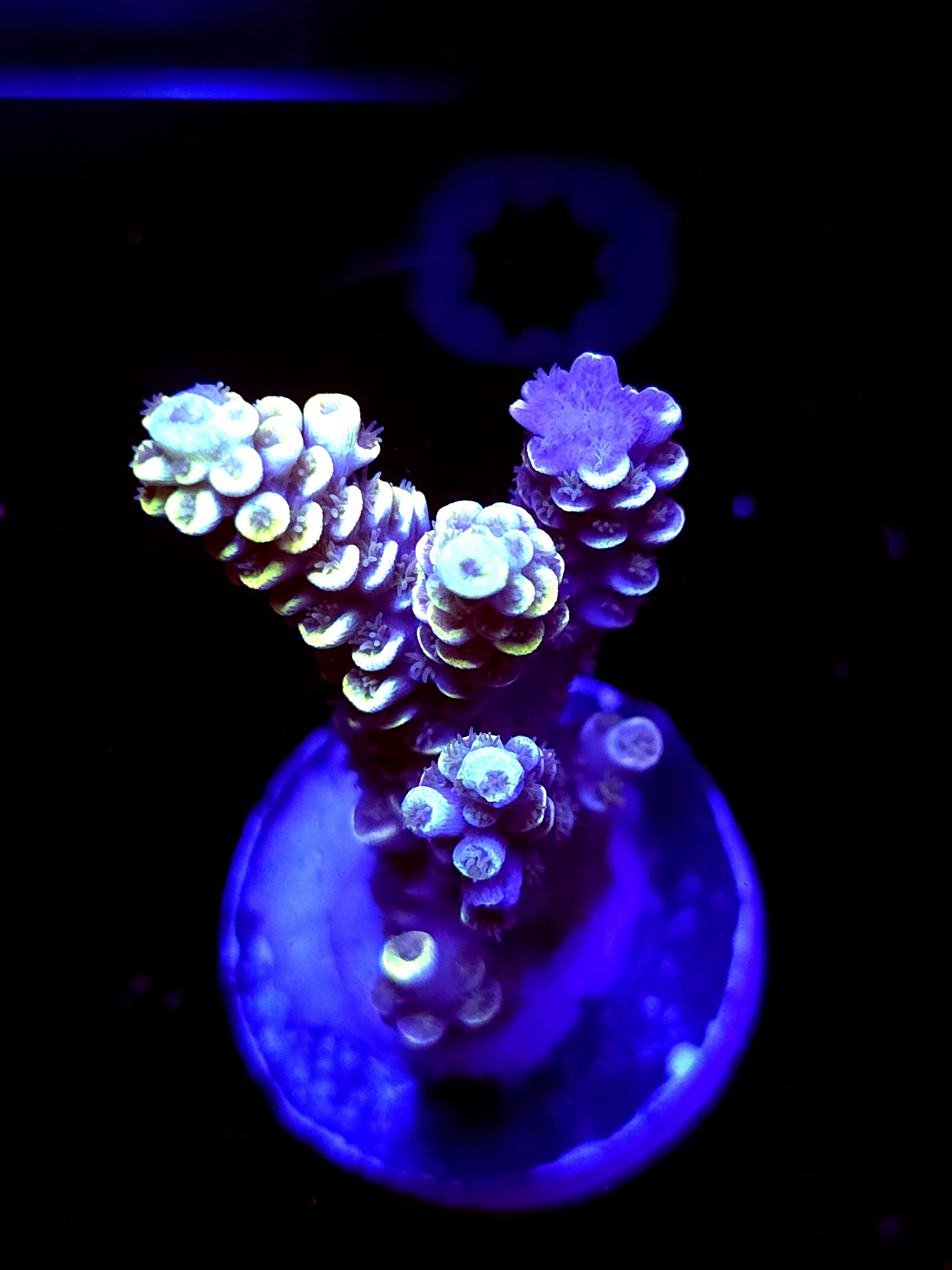 SBB "Grafted King" Acro Large Multibranch Colony