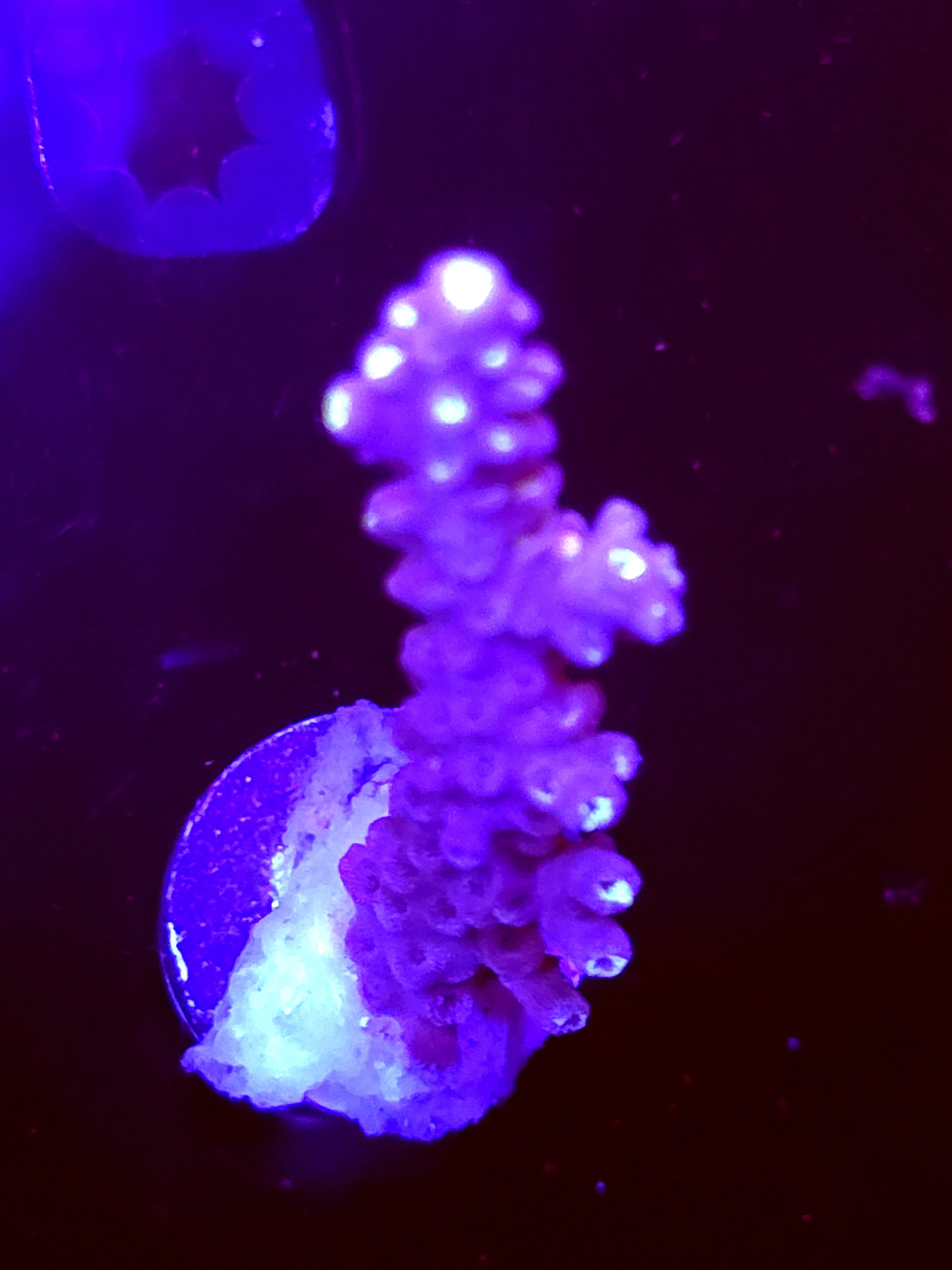 SBB "Twisted Steel" Acro Large Branch