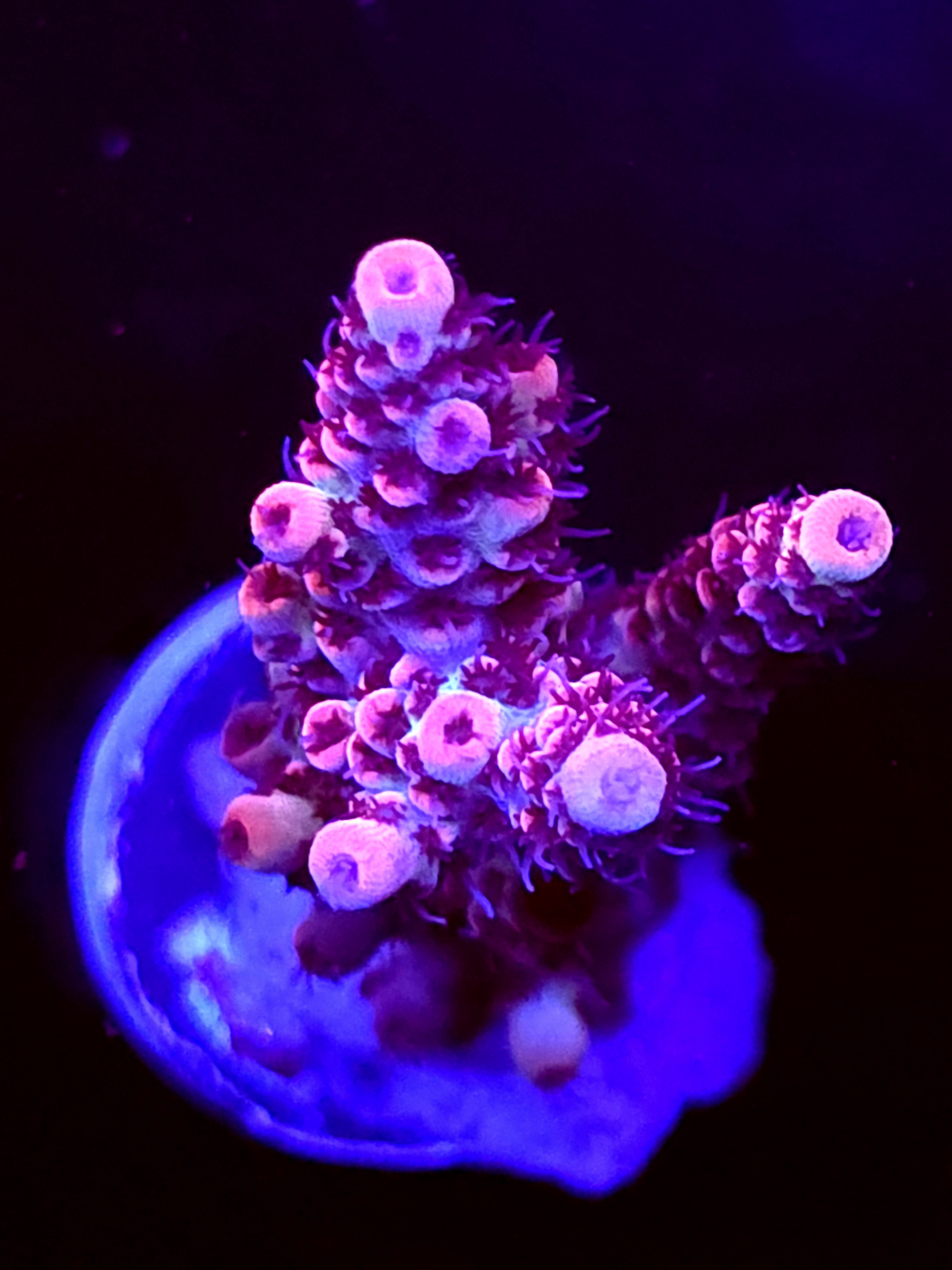 SBB "Crazy Planet" Acro Medium 2+ Branch