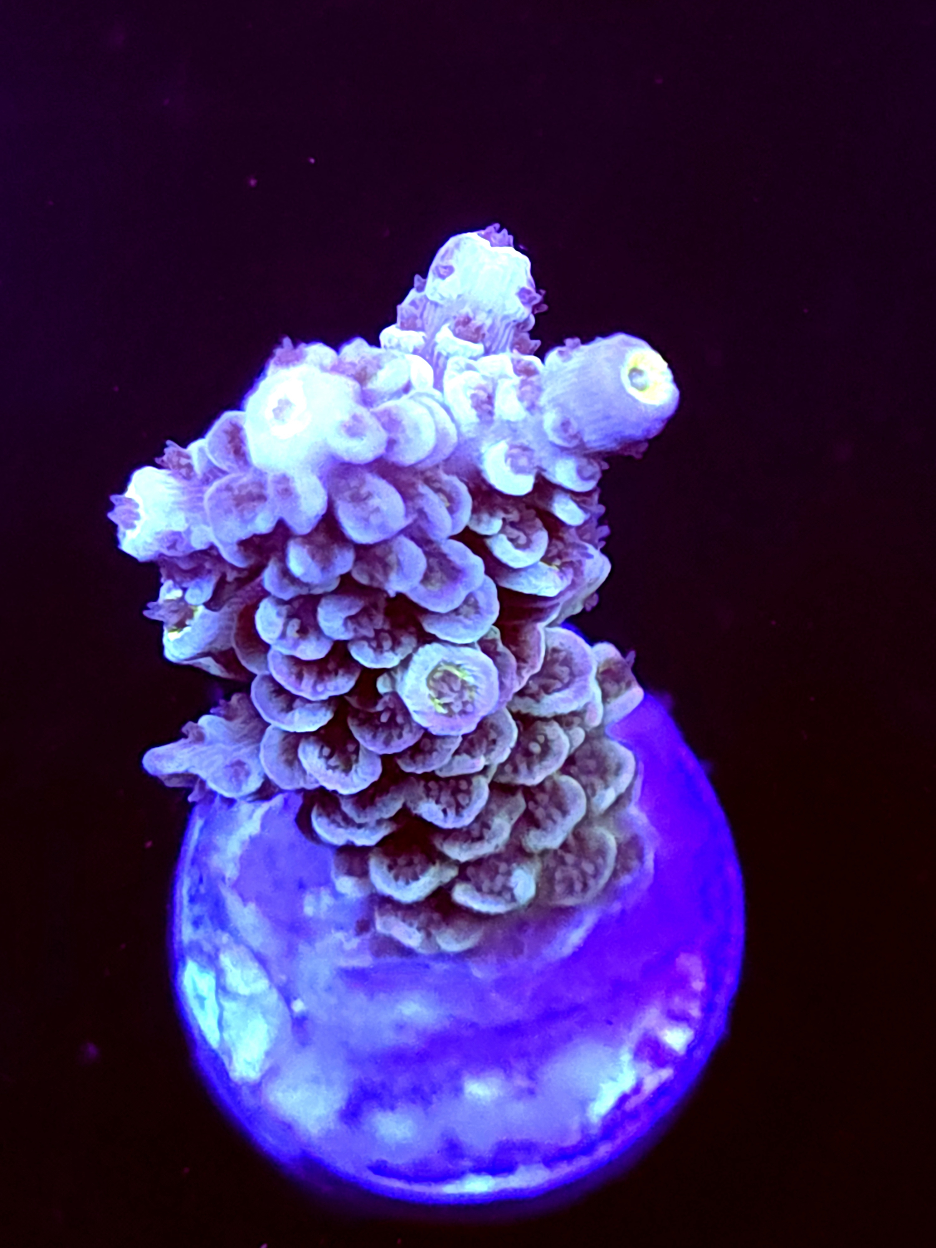 SBB "Santa Claus" Acro Large Branch