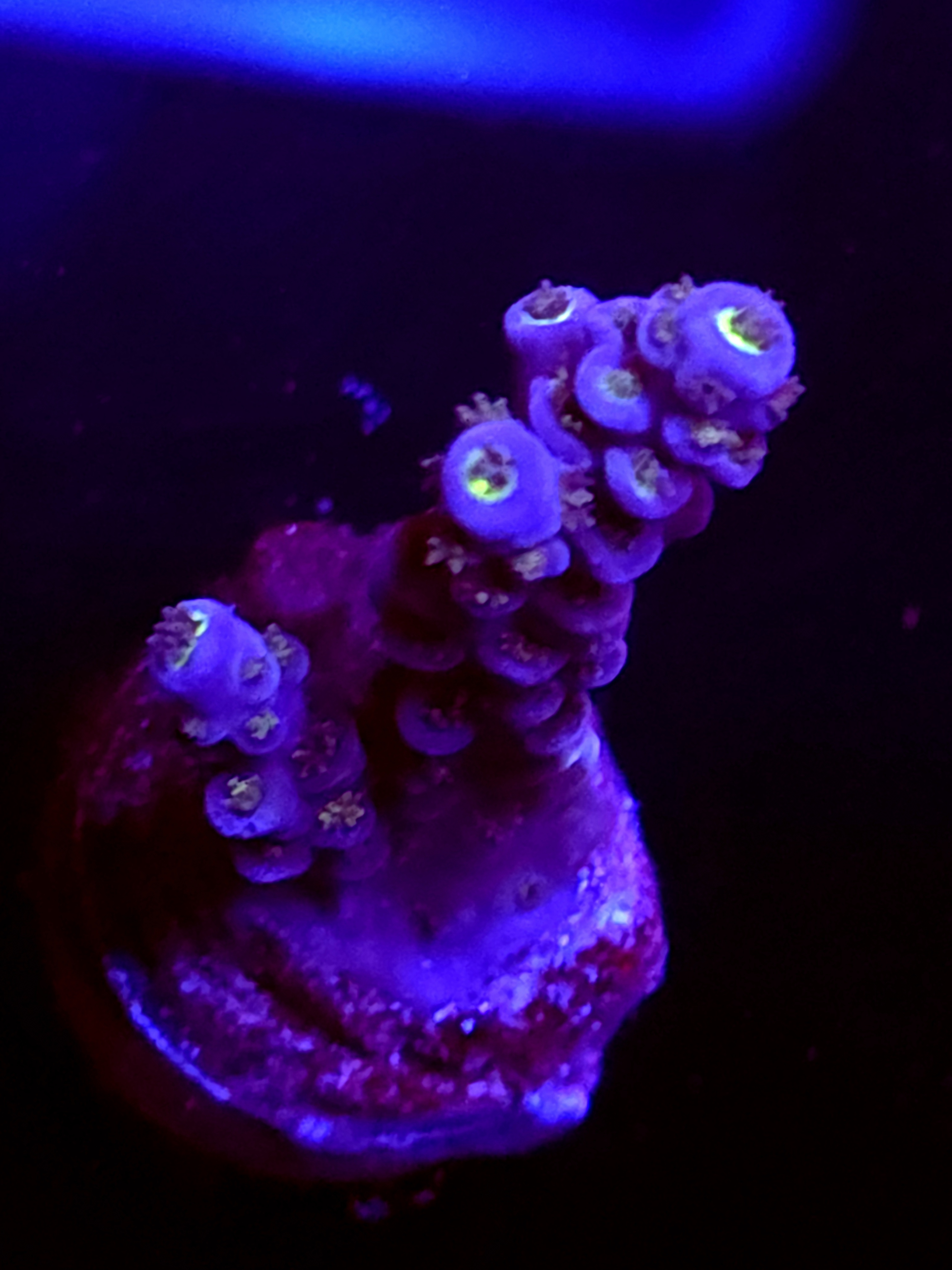 SBB "Terminal Bloom" Acro Medium 2 Branch