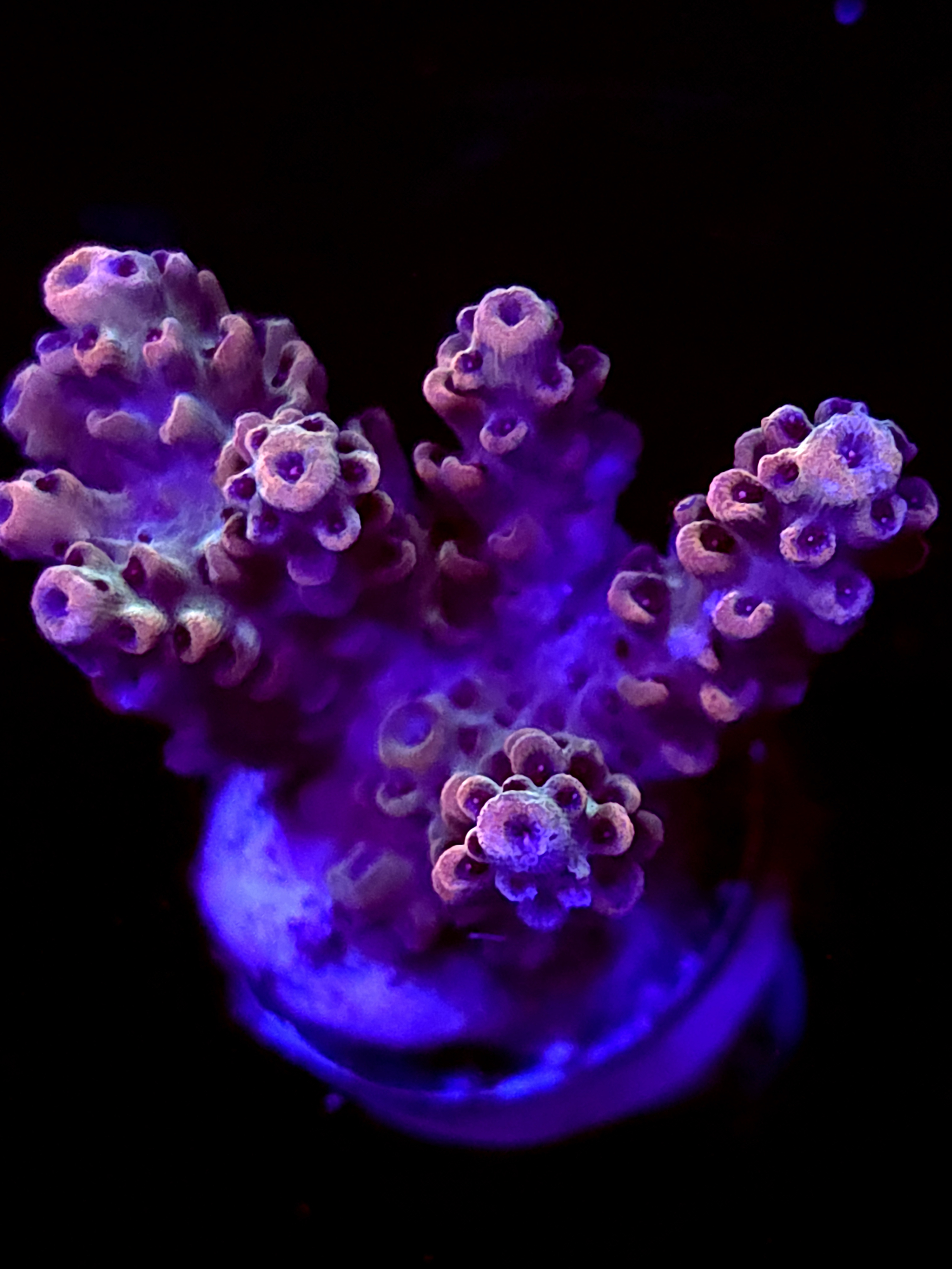 SBB "Dark Matter" Acro Medium Multibranch