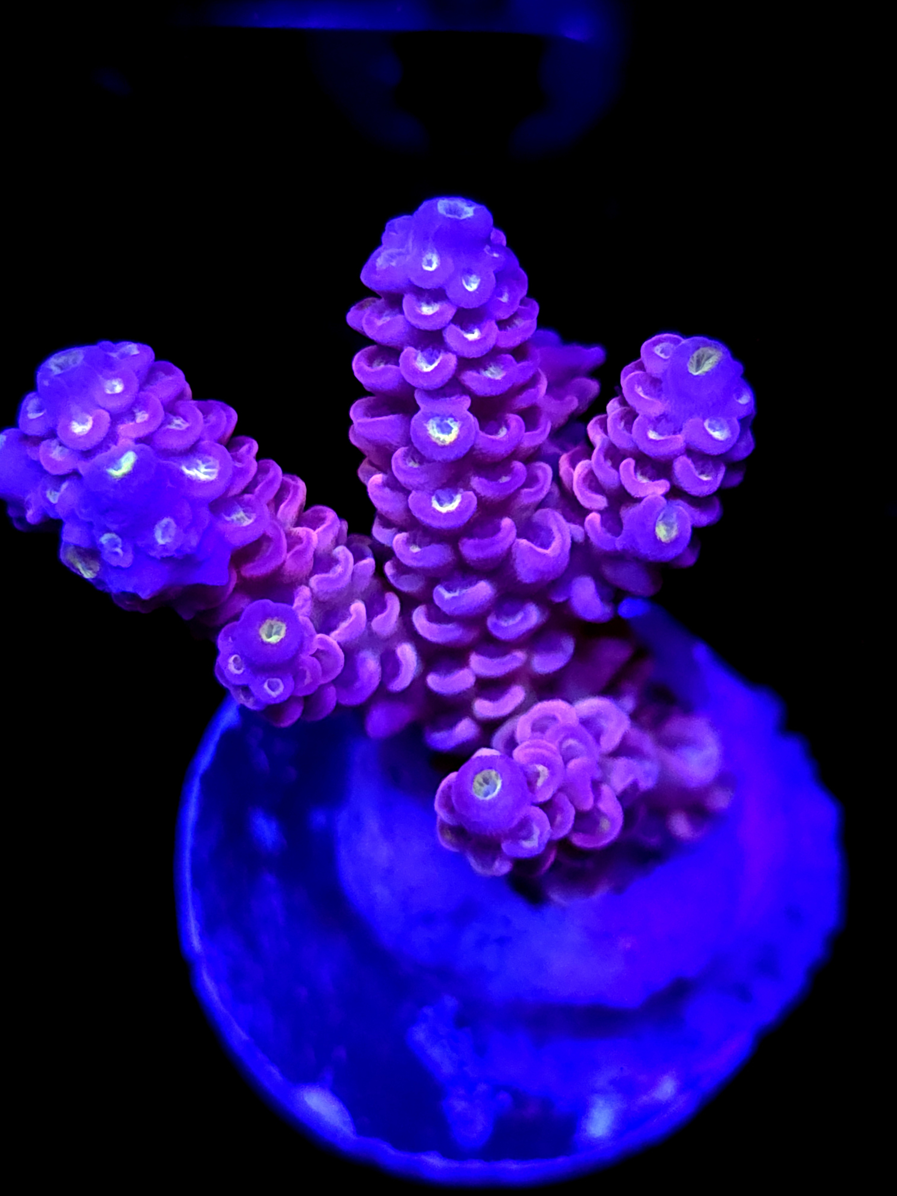 SBB " Pink Passion" Acro Medium 4 Branch Colony