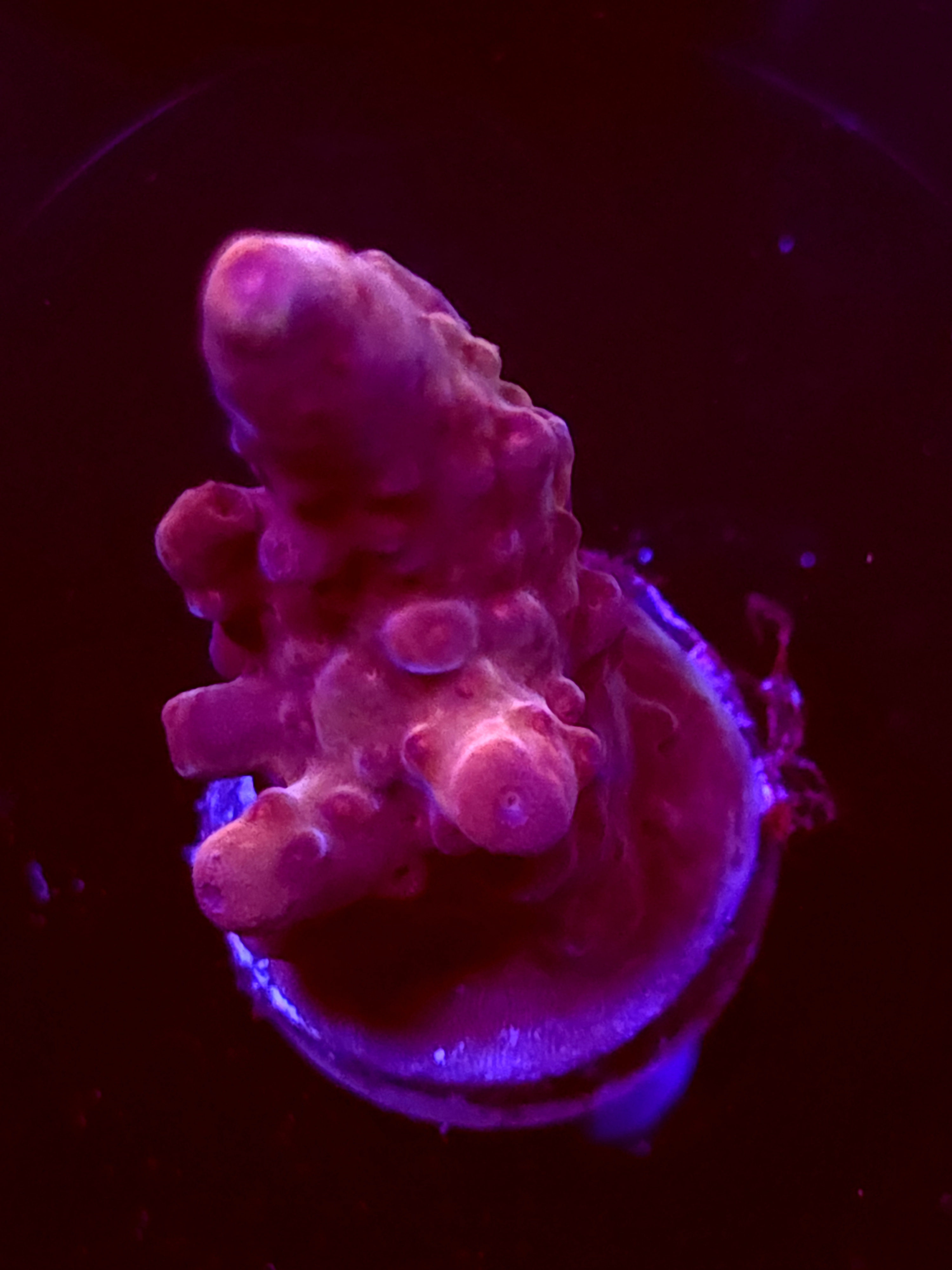 SBB "Shimmer King" Acro Medium Branch Crusted