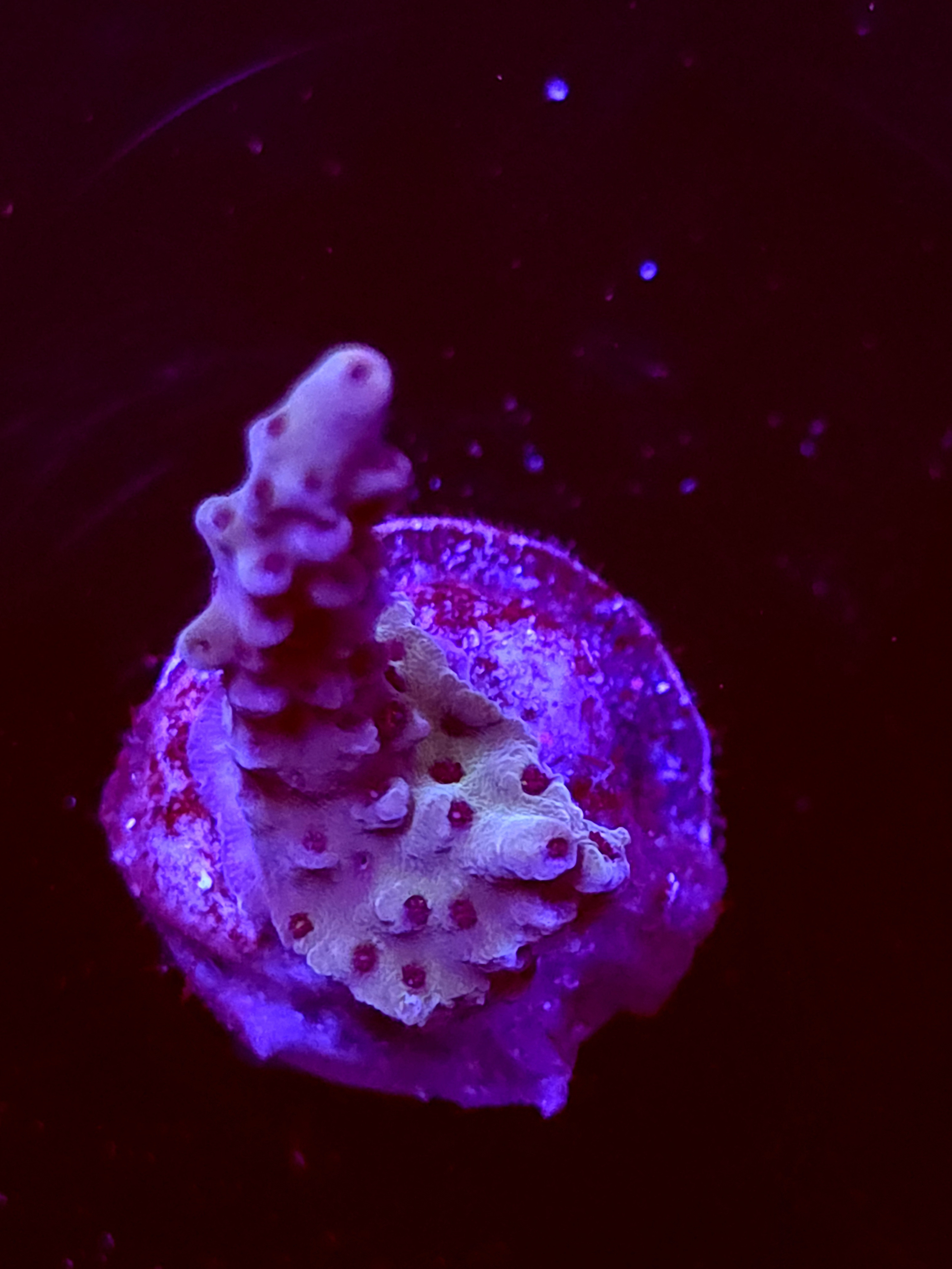 SBB "Warp Core" Acro Medium Branch