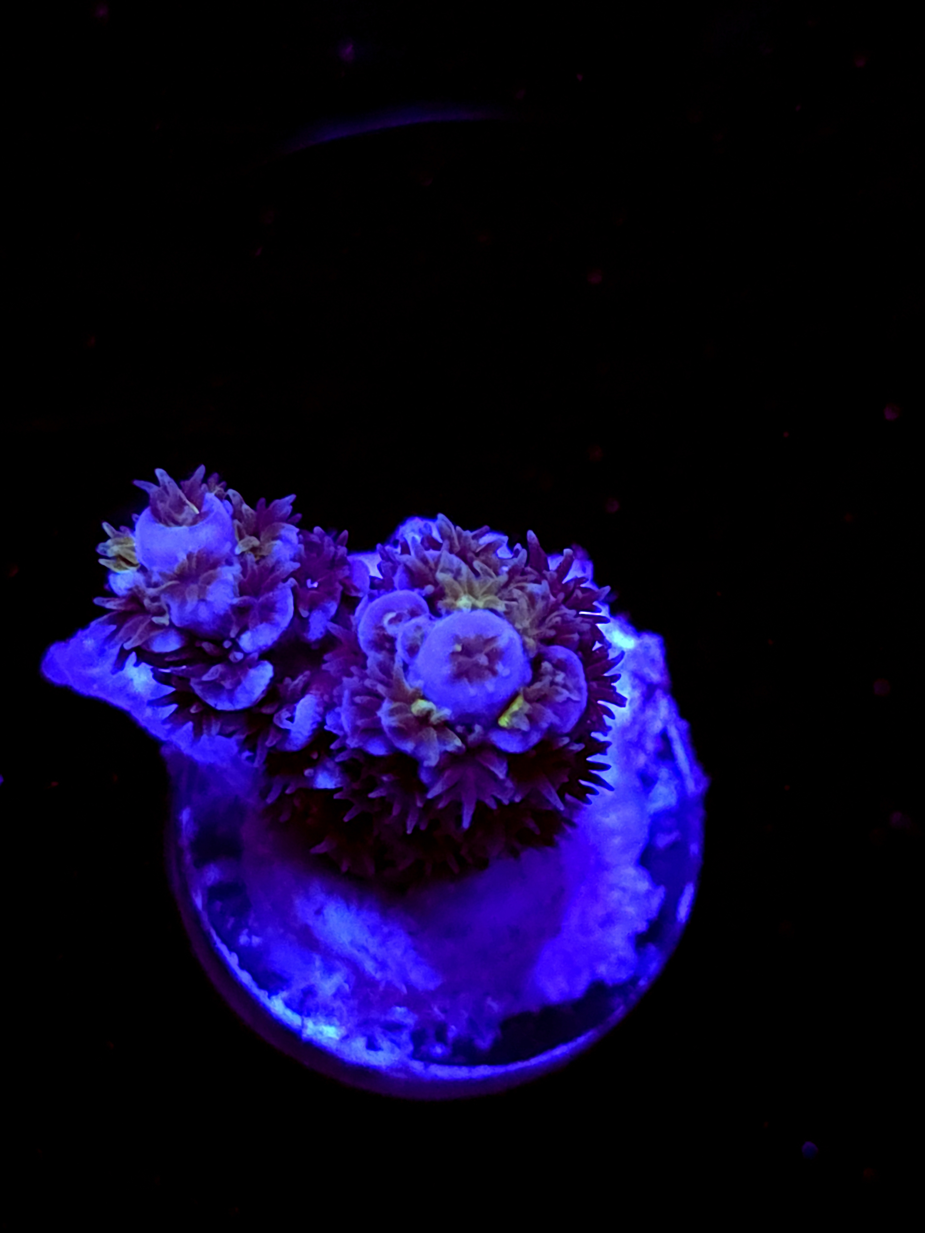 SBB "No Name" Acro Small 2 Branch