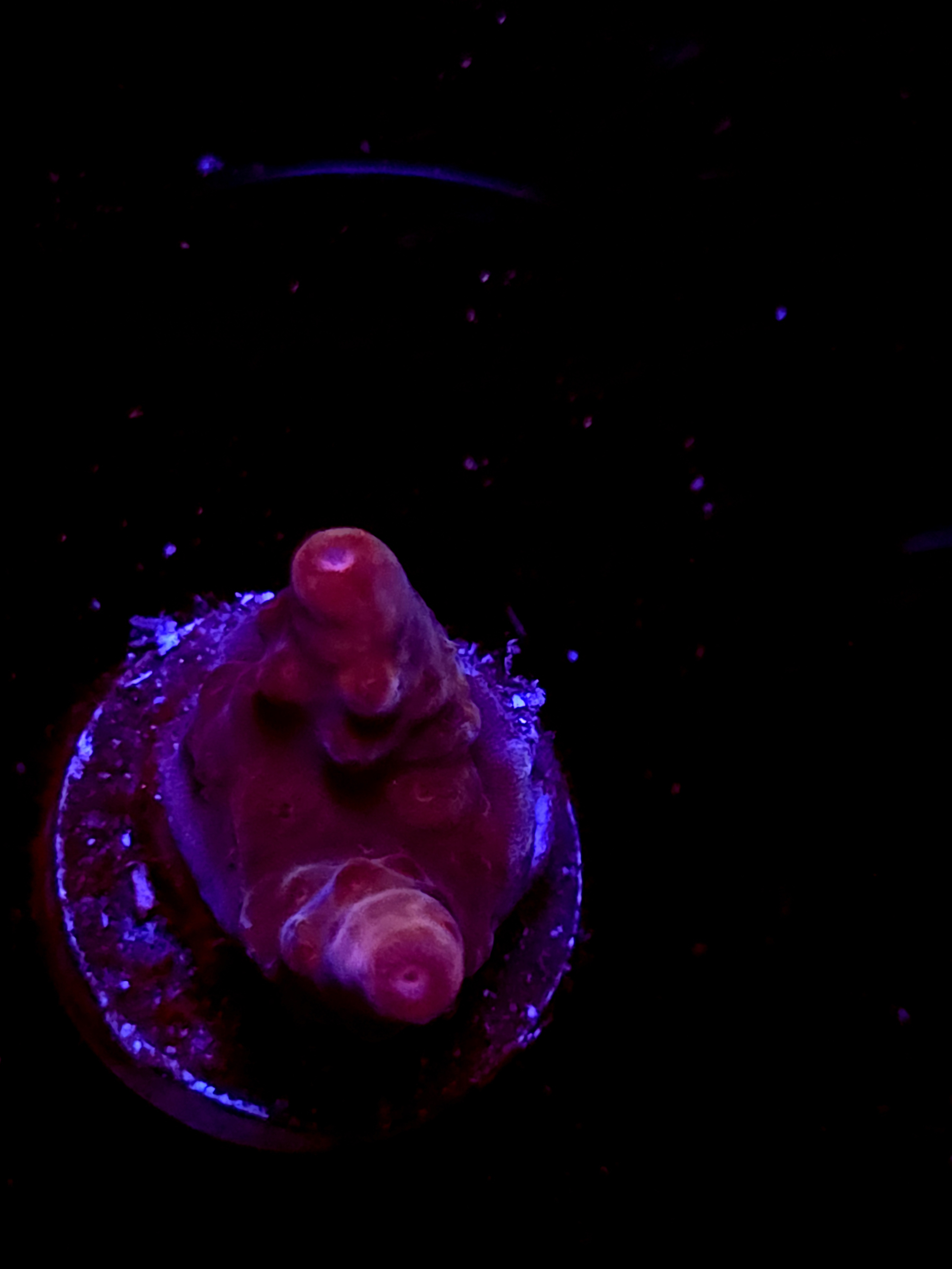 SBB "Shimmer King" Acro Small 2 Branch