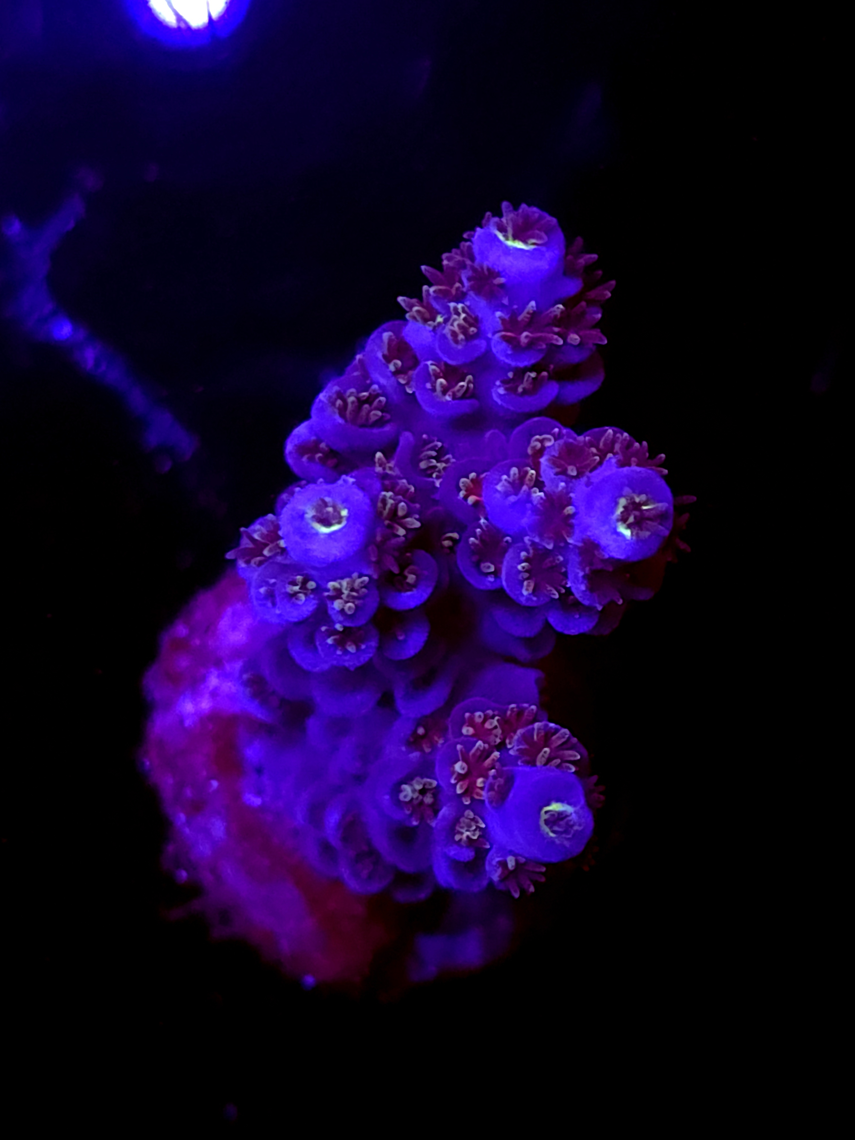 SBB "Terminal Bloom" Acro Medium Chunky