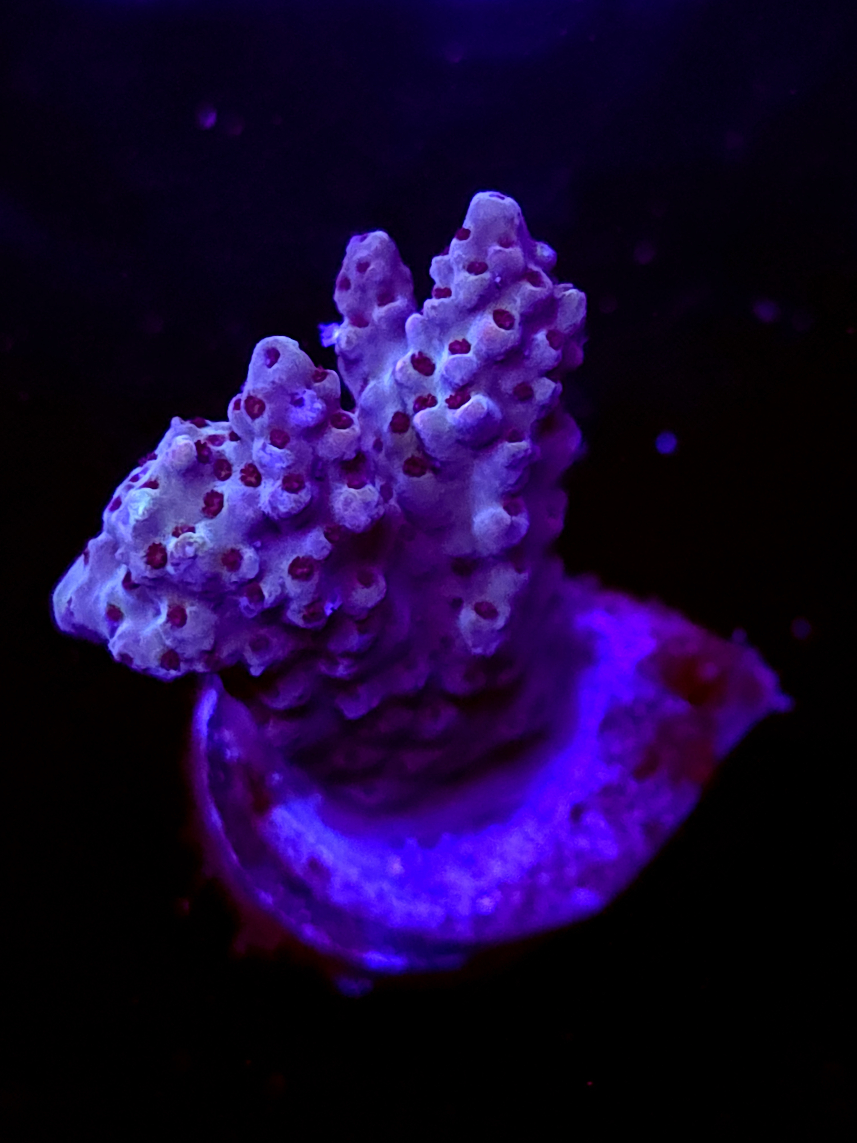 SBB "Warp Core" Acro Medium 2 Branch