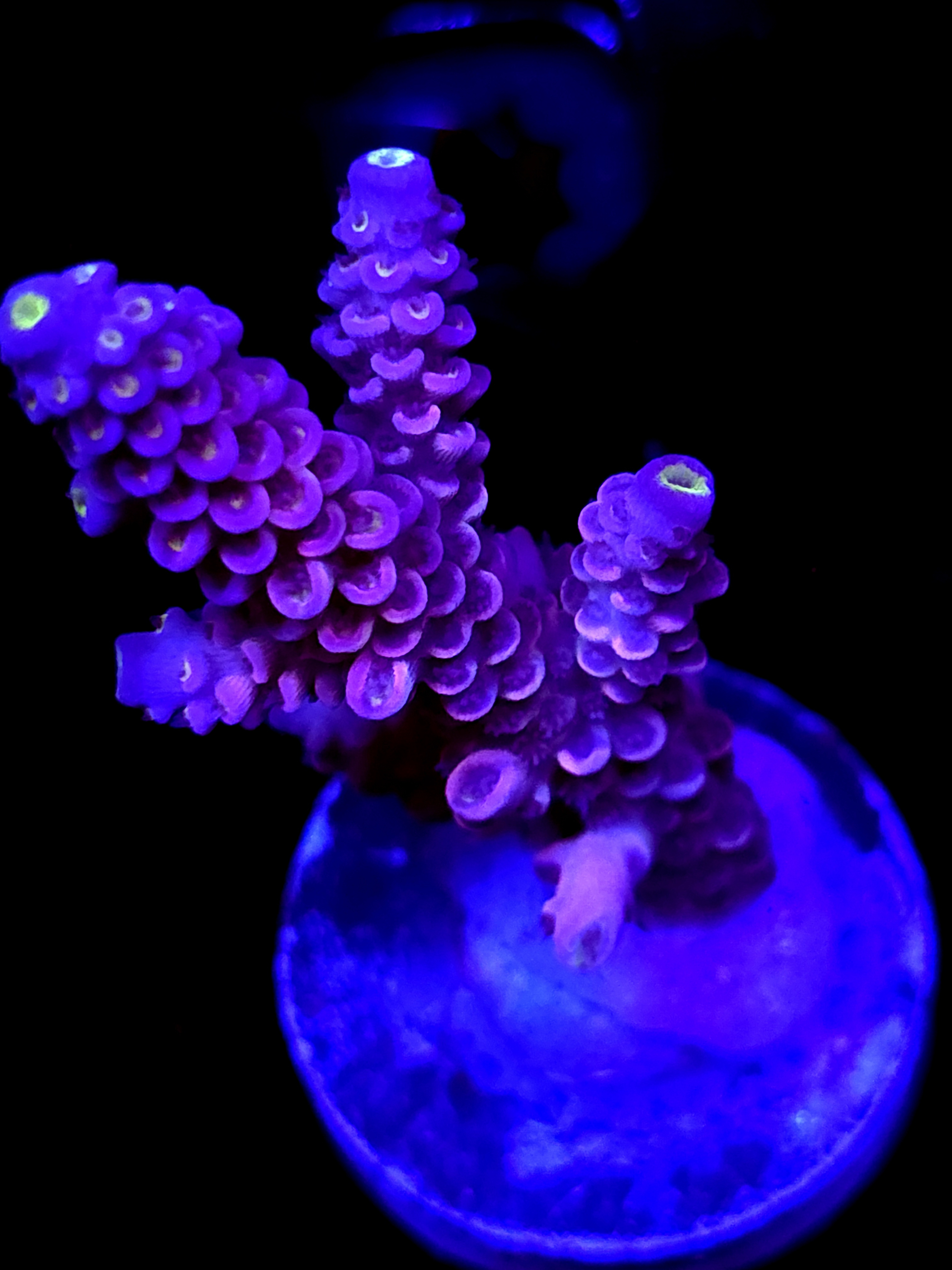 SBB " Pink Passion" Acro Large 2+ Branch Colony