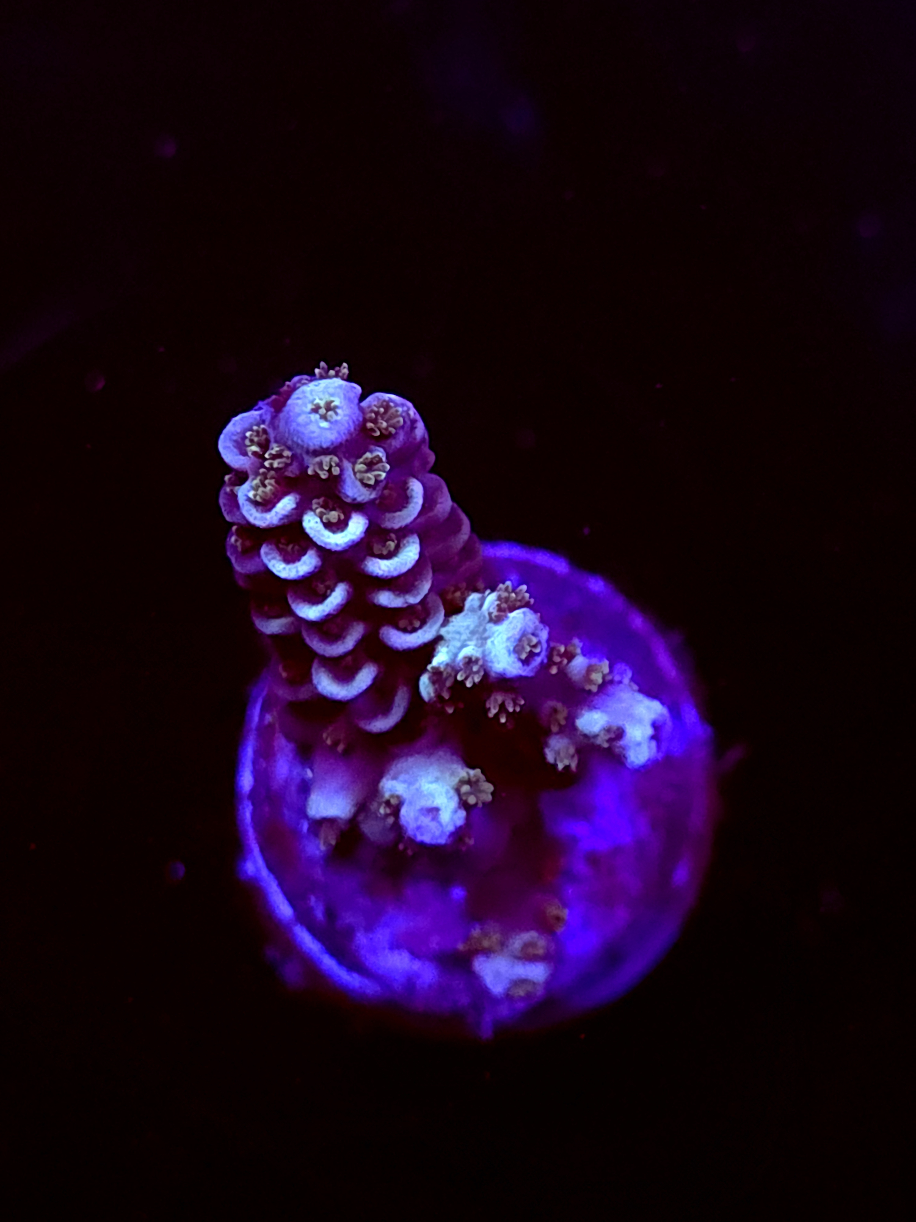 SBB "Data Corrupt" Acro Medium Branch