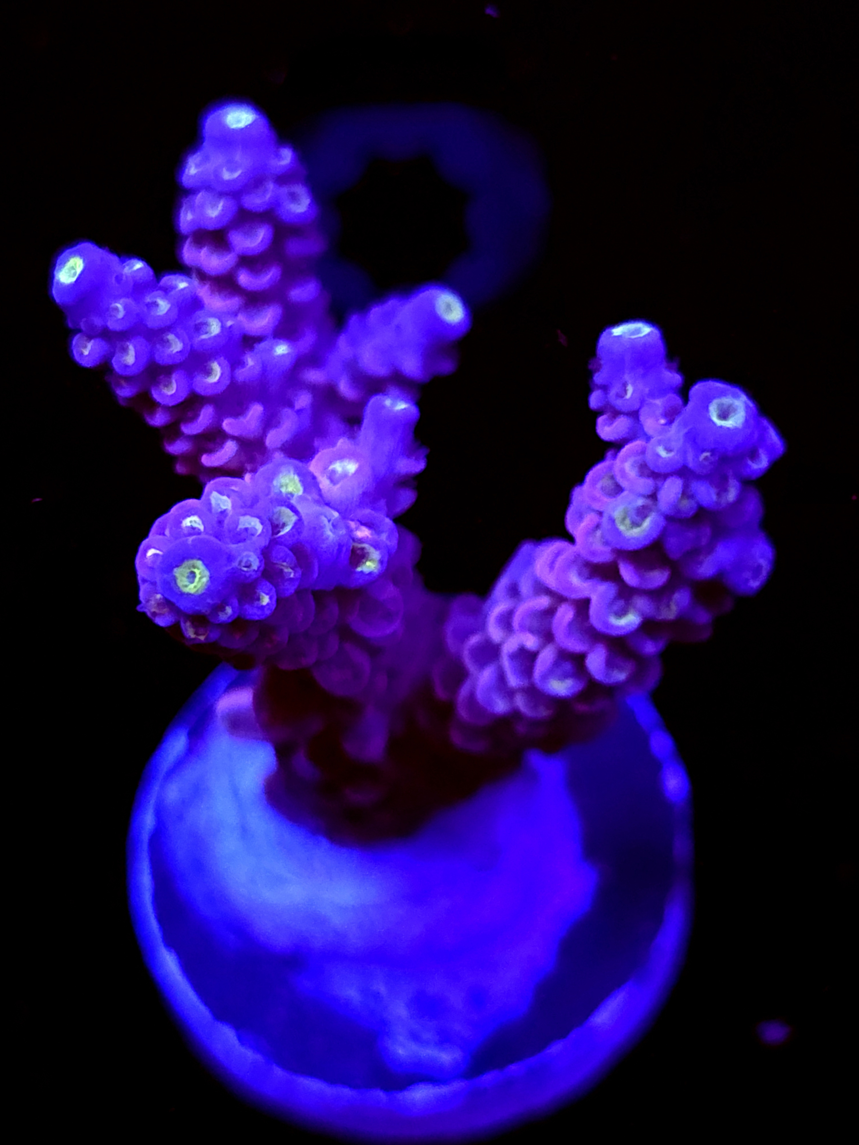 SBB " Mystery Signature" Acro Large 3 Branch Colony