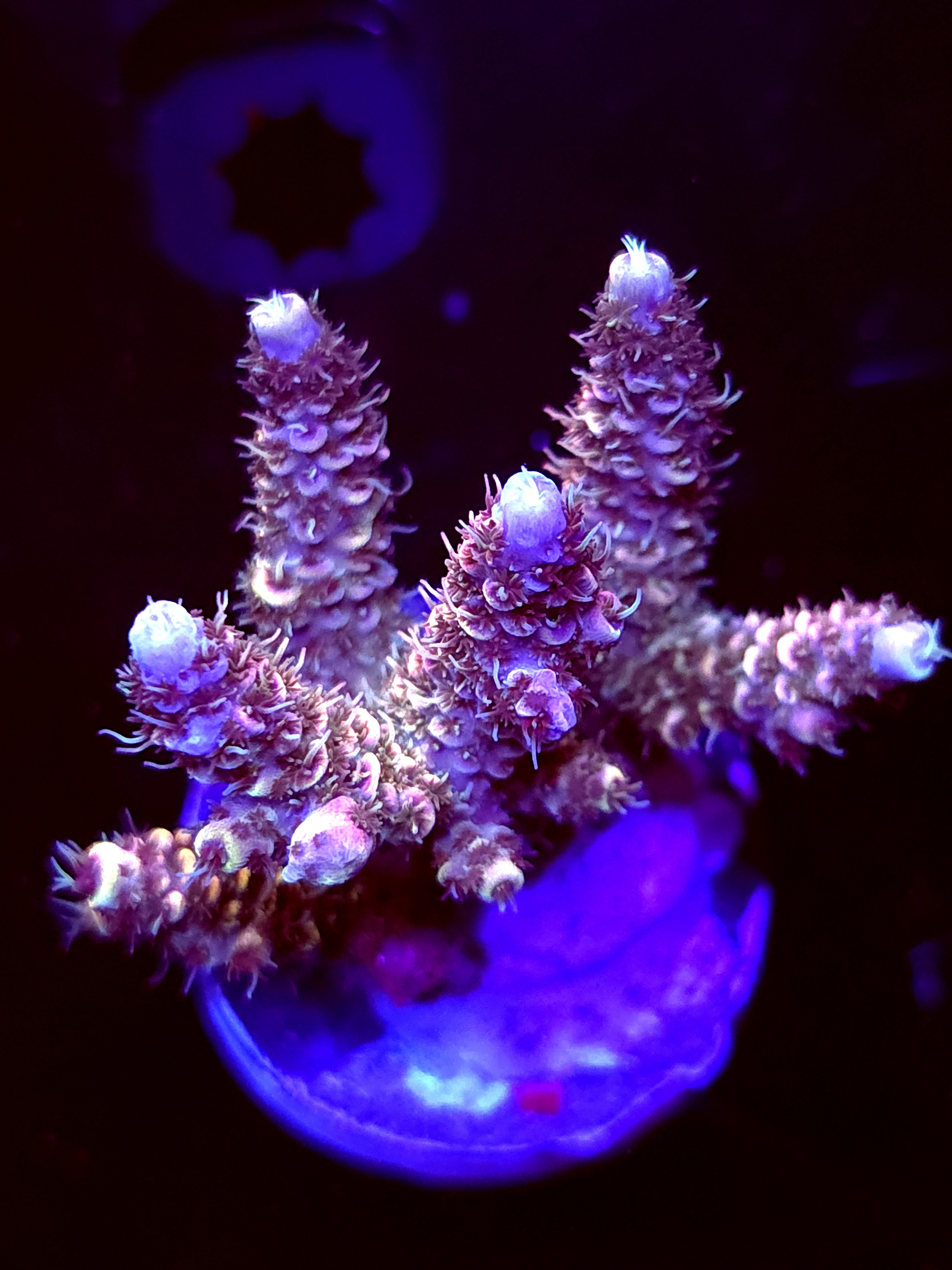 SBB "Prism" Acro Medium Multibranch Colony