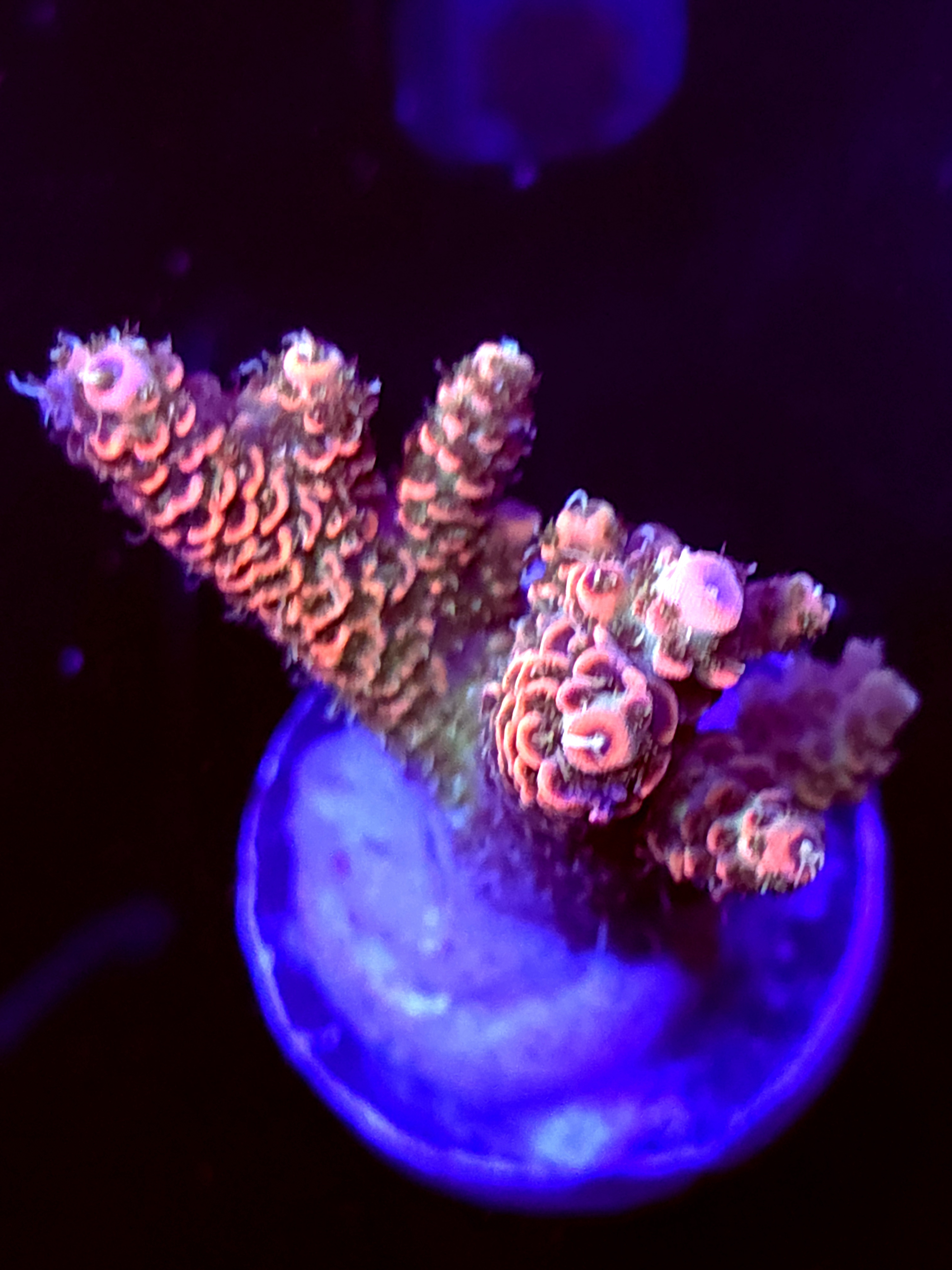 SBB "Mango Tango" Acro Medium 2 Branch Colony