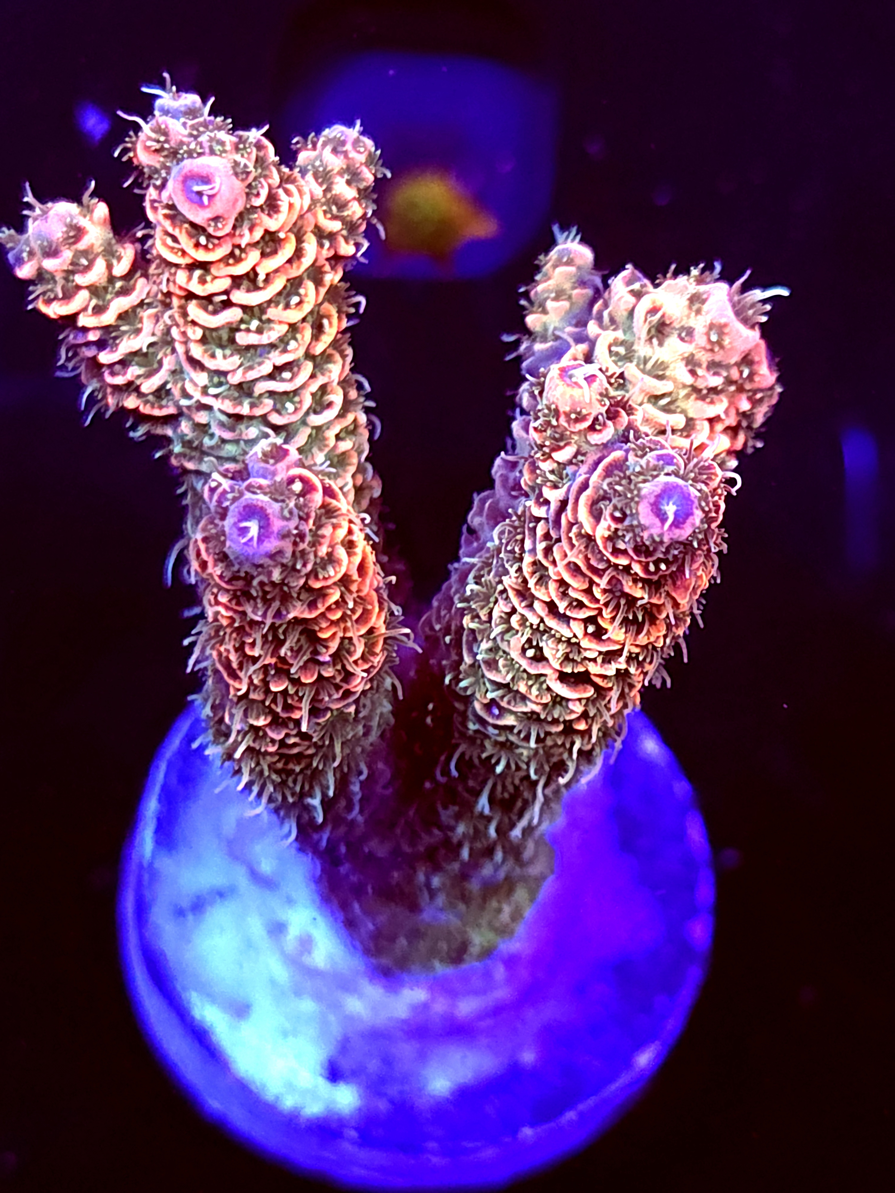 SBB "Mystery Signature" Acro Large 3 Branch Colony