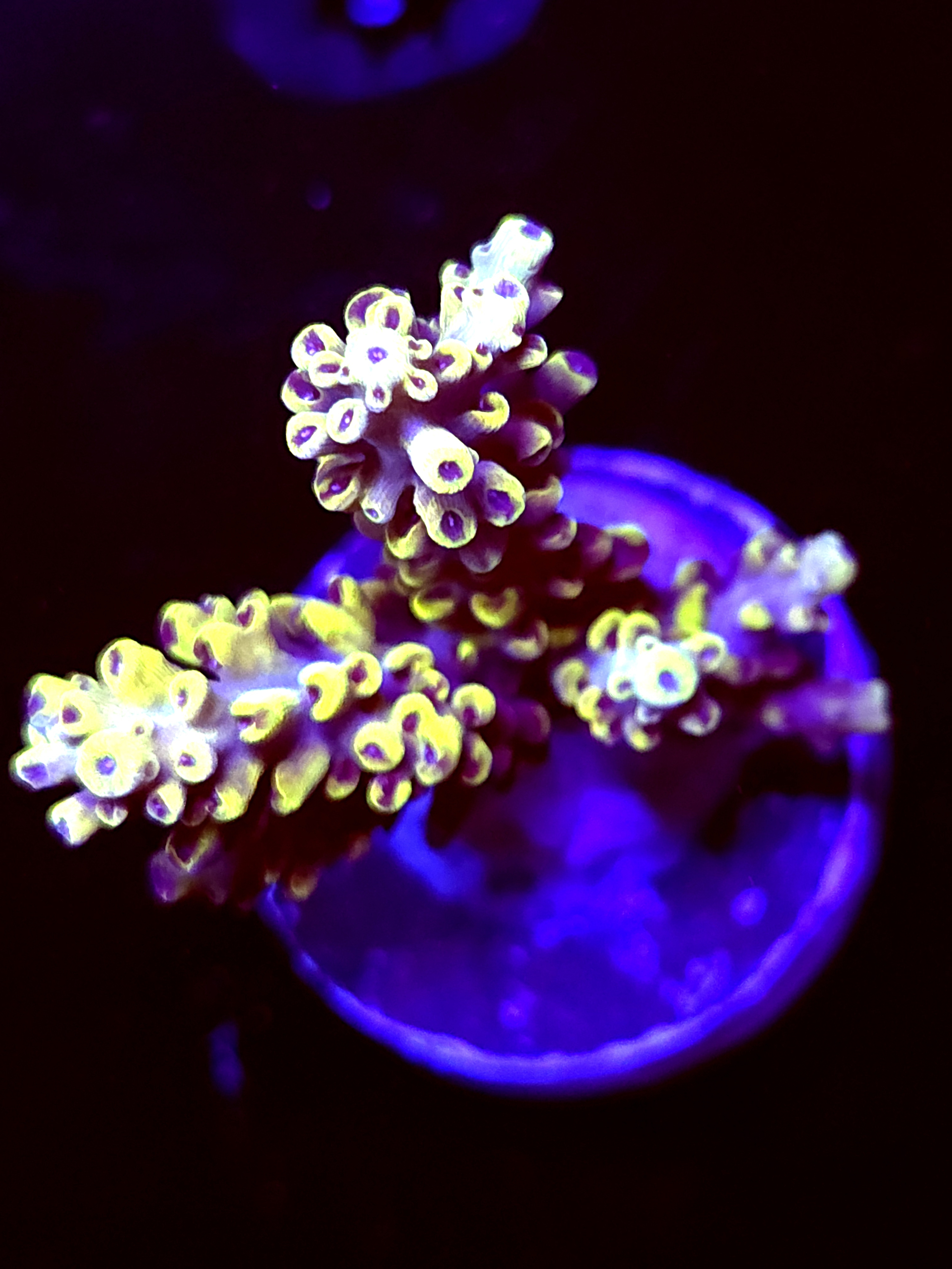 SBB "Yellow Jacket" Acro Medium 2+ Branch Colony