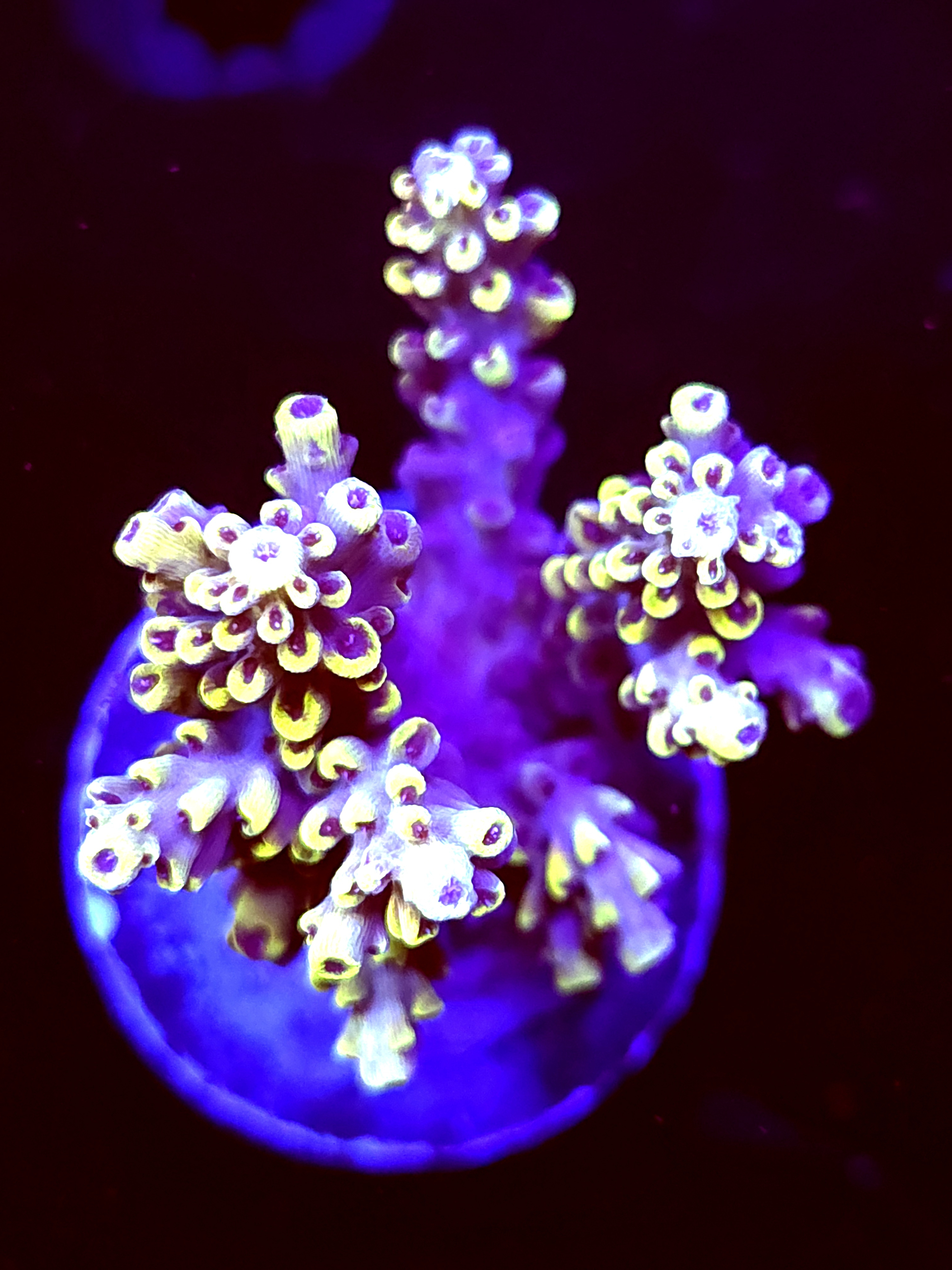 SBB "Yellow Jacket" Acro Medium Multibranch Colony