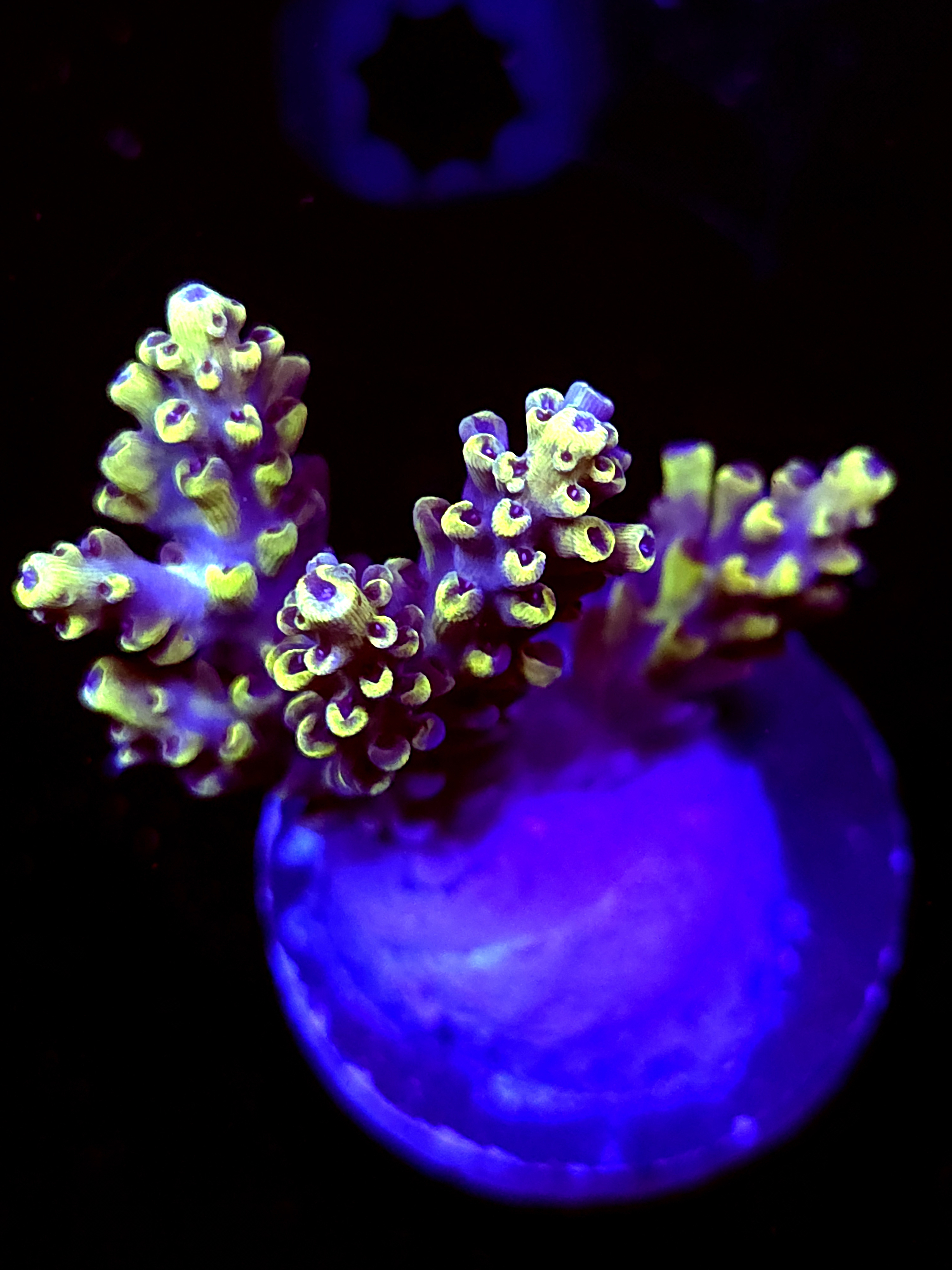 SBB "Yellow Jacket" Acro Medium 4 Branch Colony