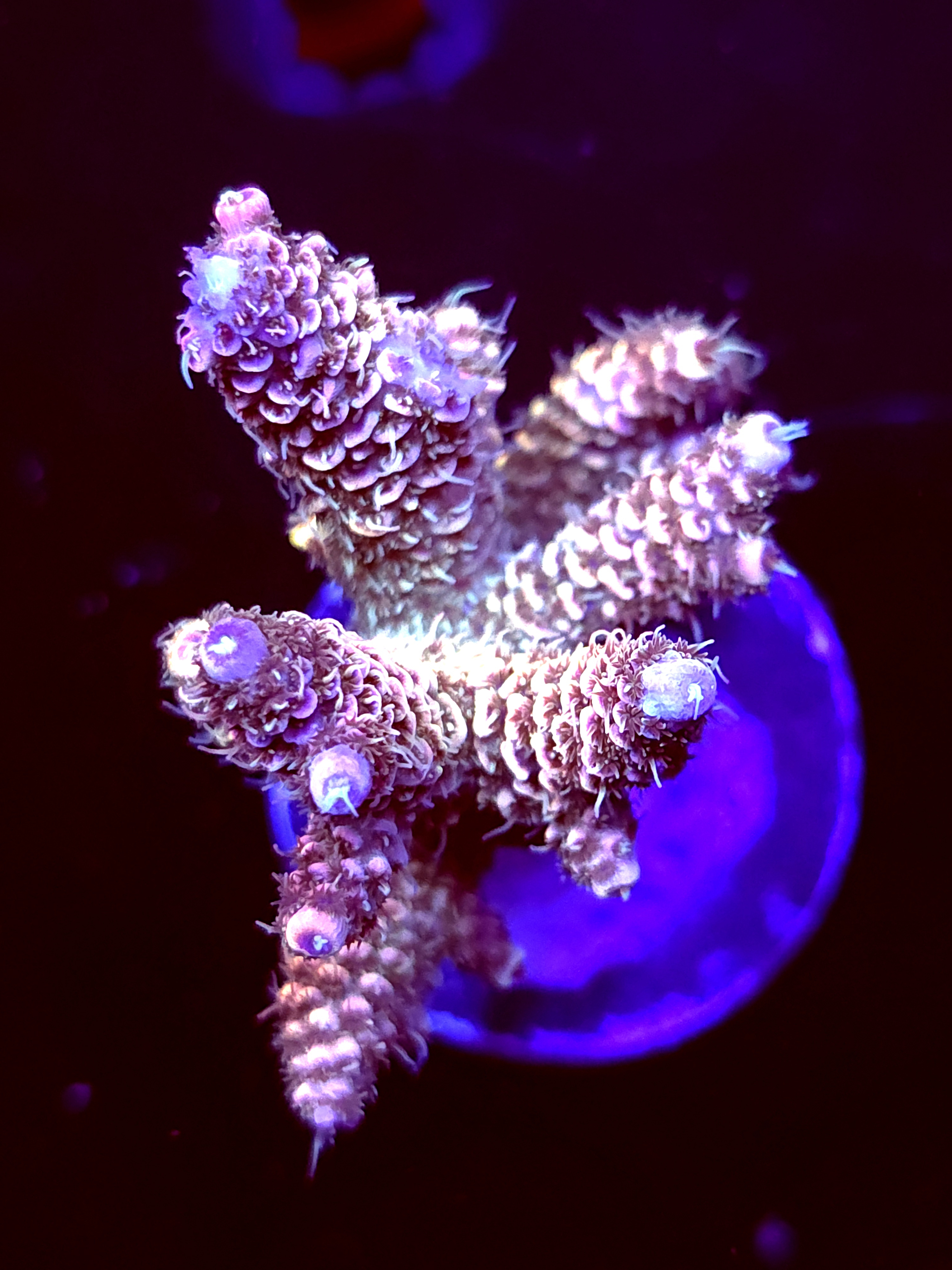 SBB "Prism" Acro Large Multibranch Colony