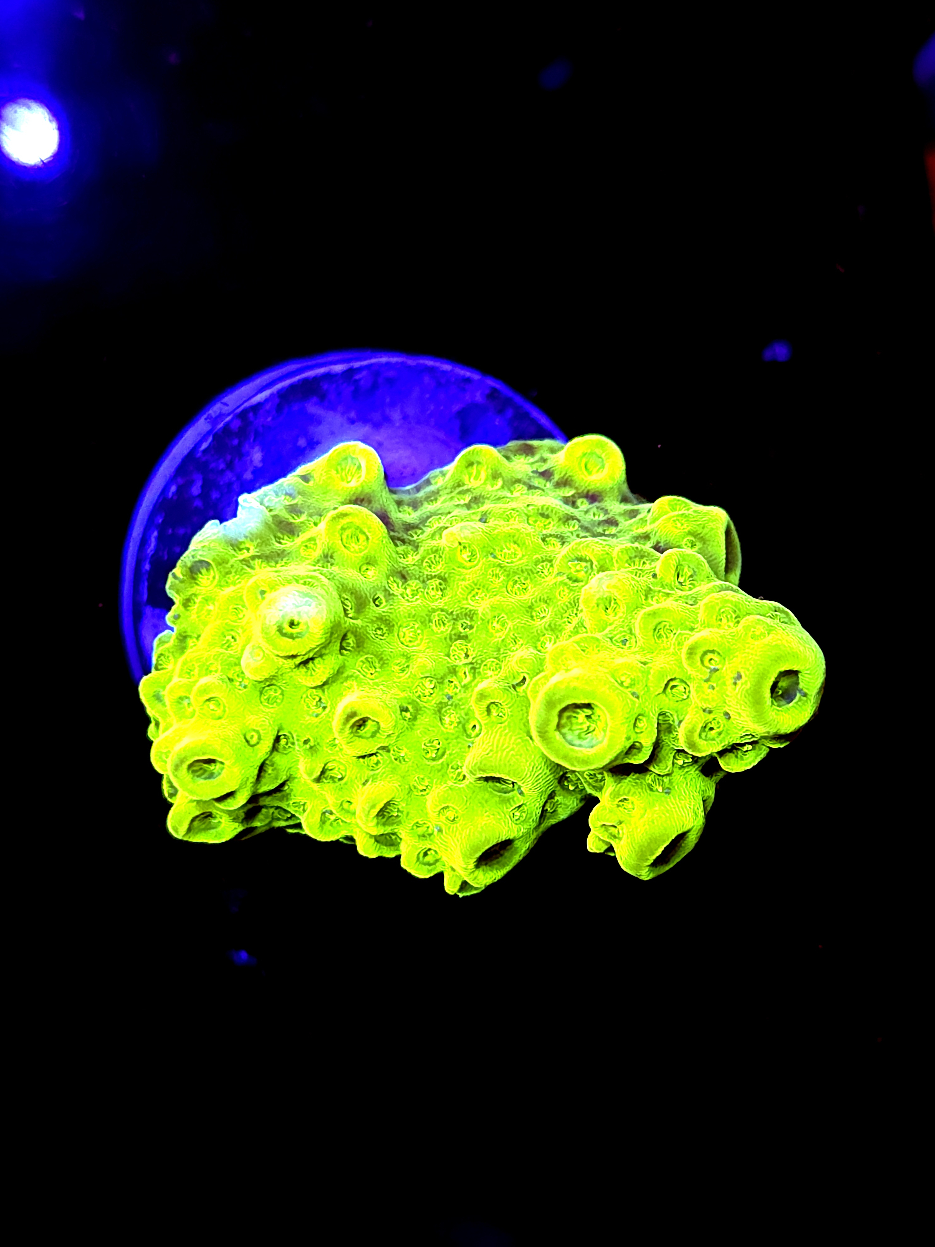 SBB "Apple Jacks" Acro Medium Chunky Colony