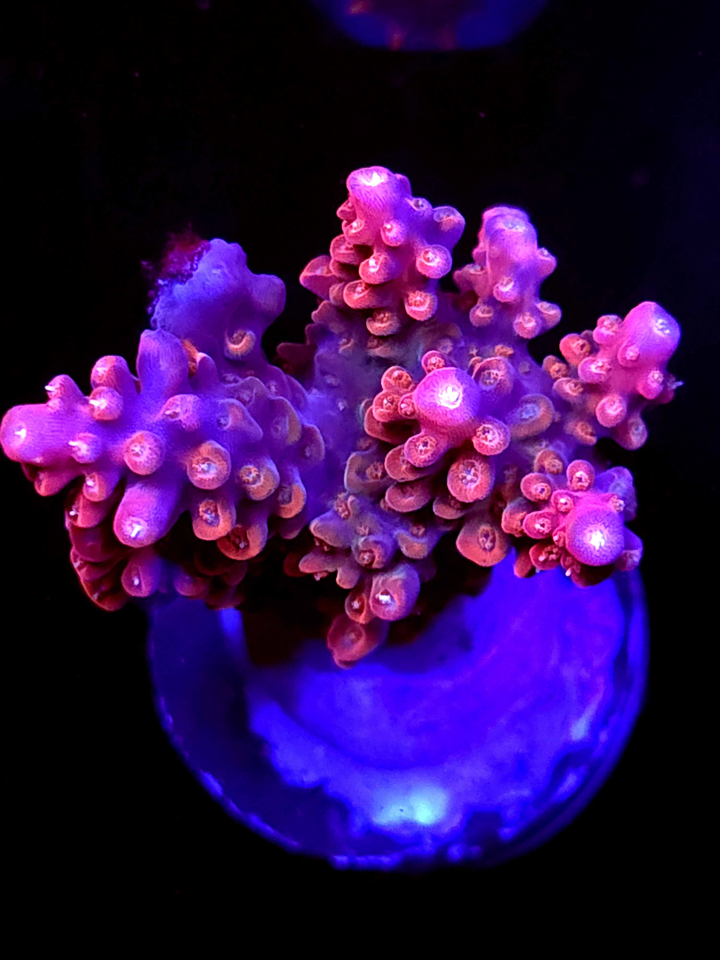 SBB "Red Rocket" Acro Medium 2+ Branch Colony