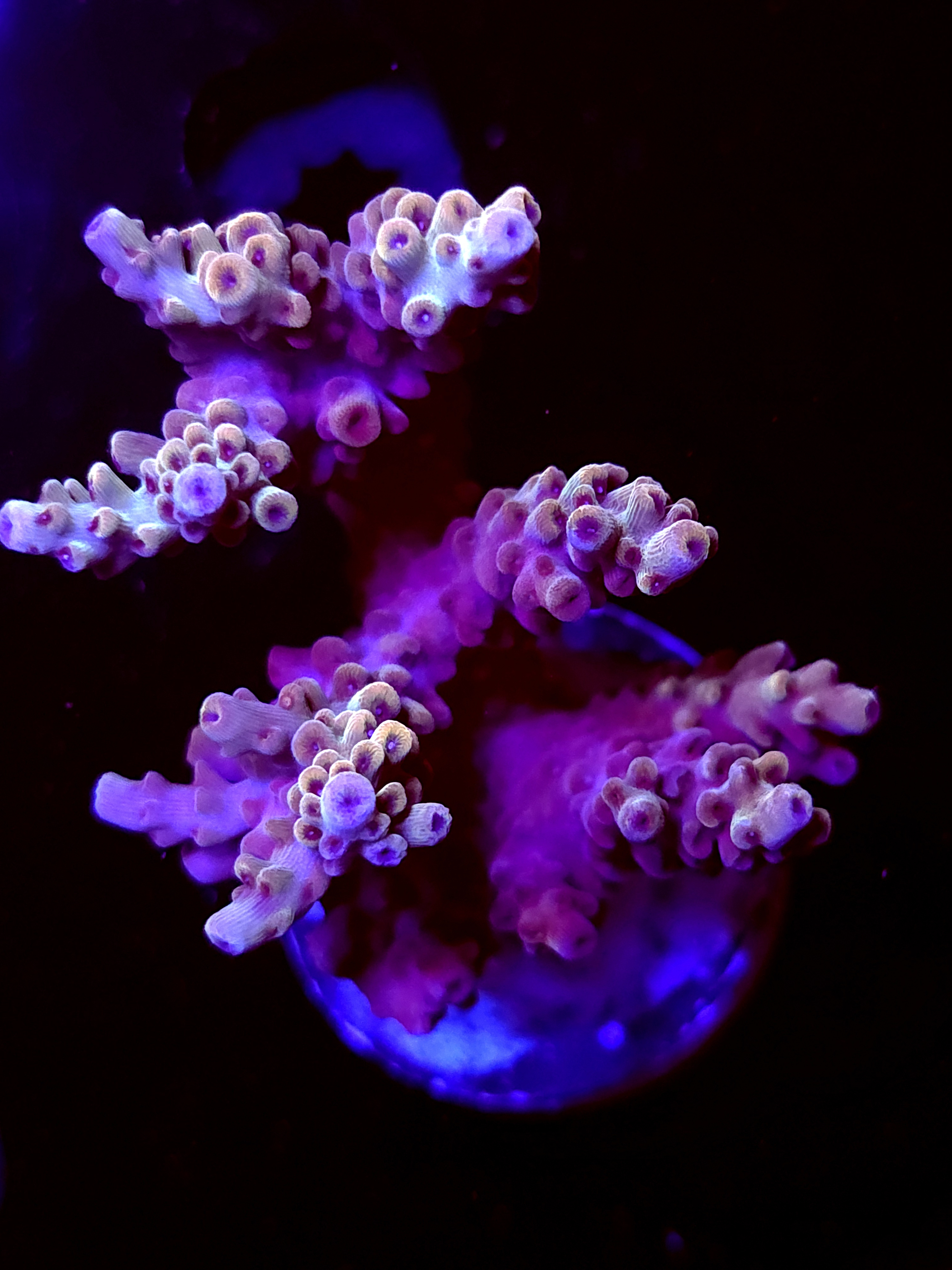 SBB "Old Glory" Acro Large Multibranch Colony