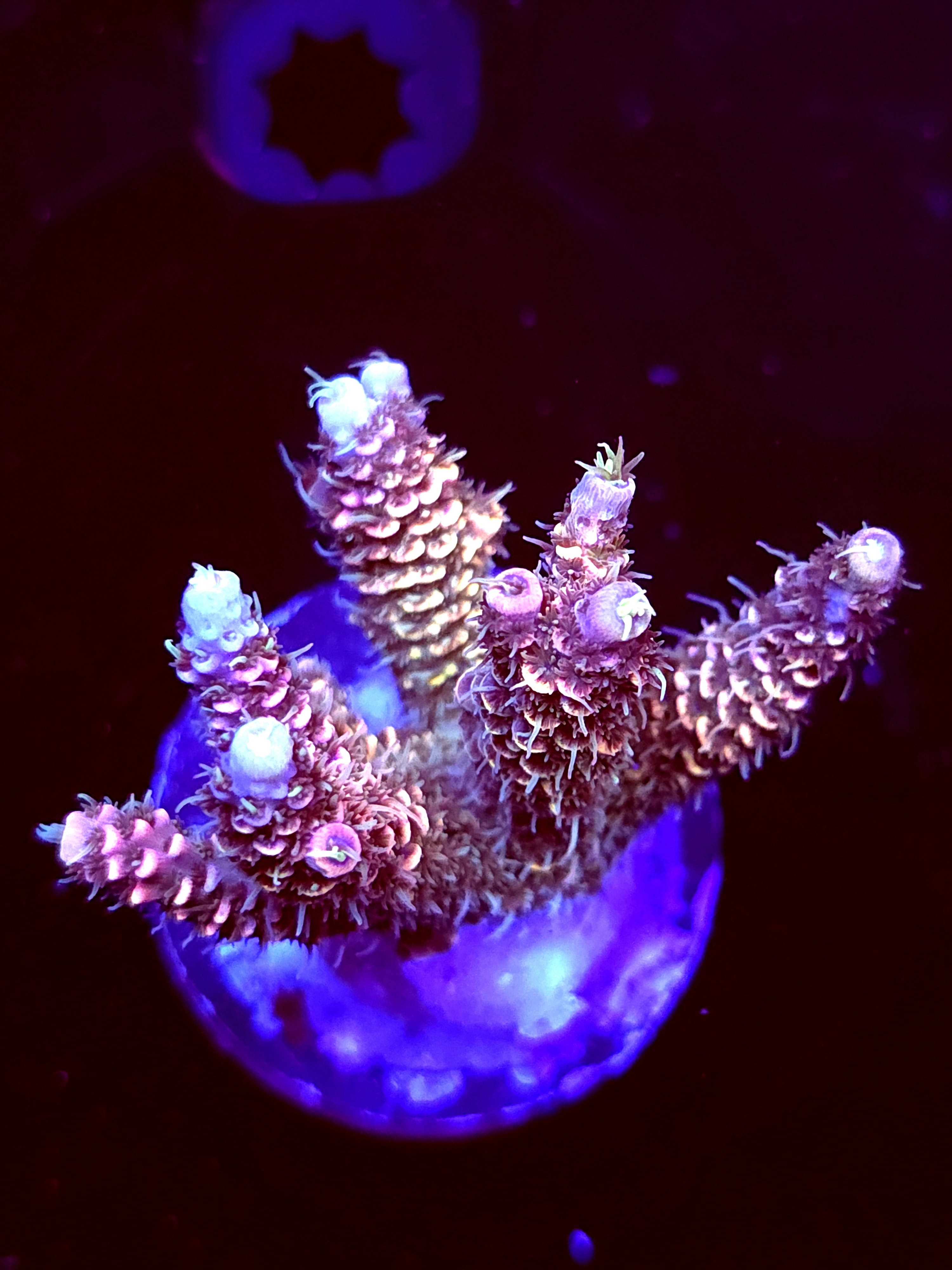 SBB "Mystery Signature" Acro Medium Multibranch Colony