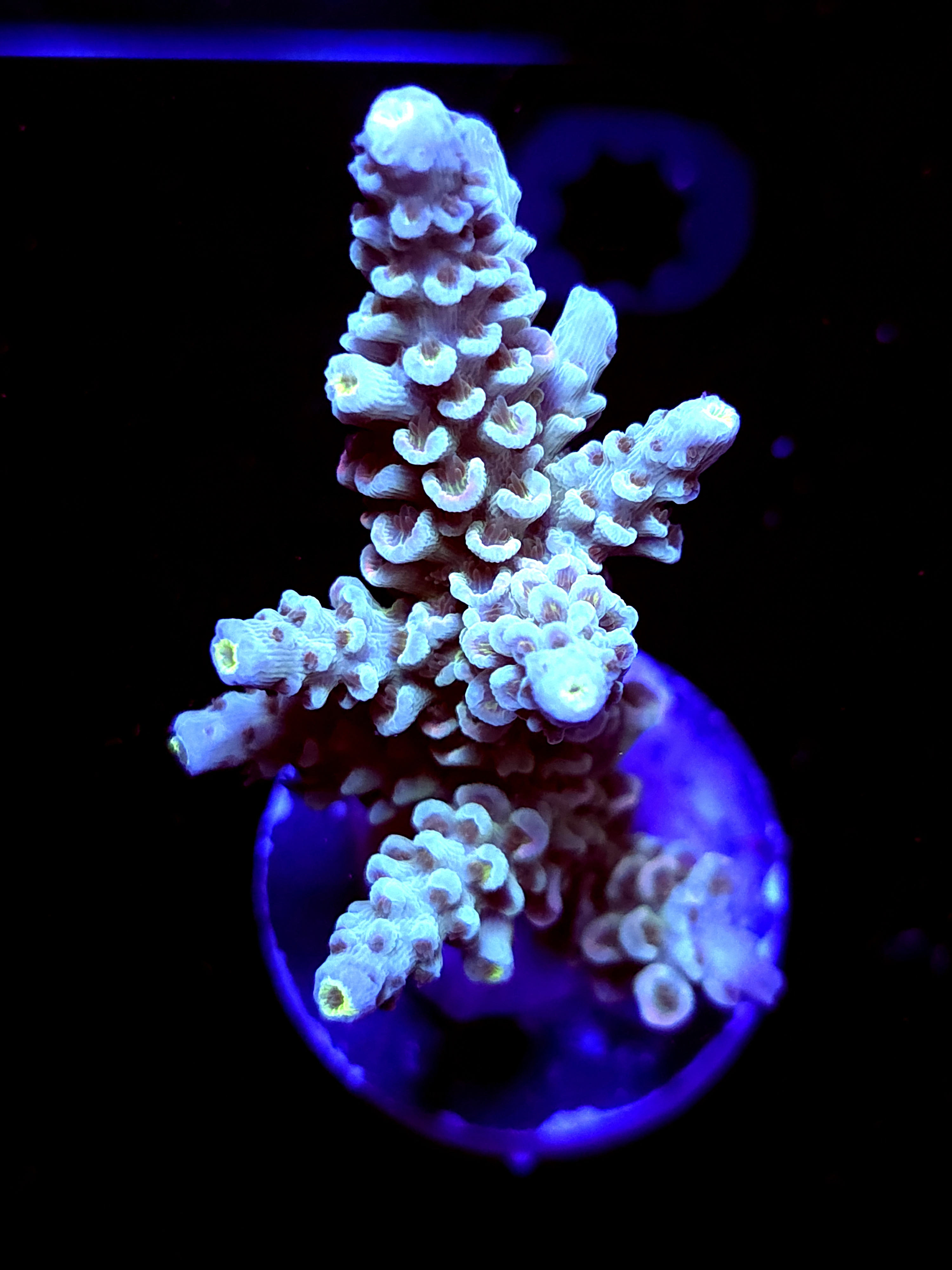 SBB " Santa Claus" Acro Large Multibranch Colony