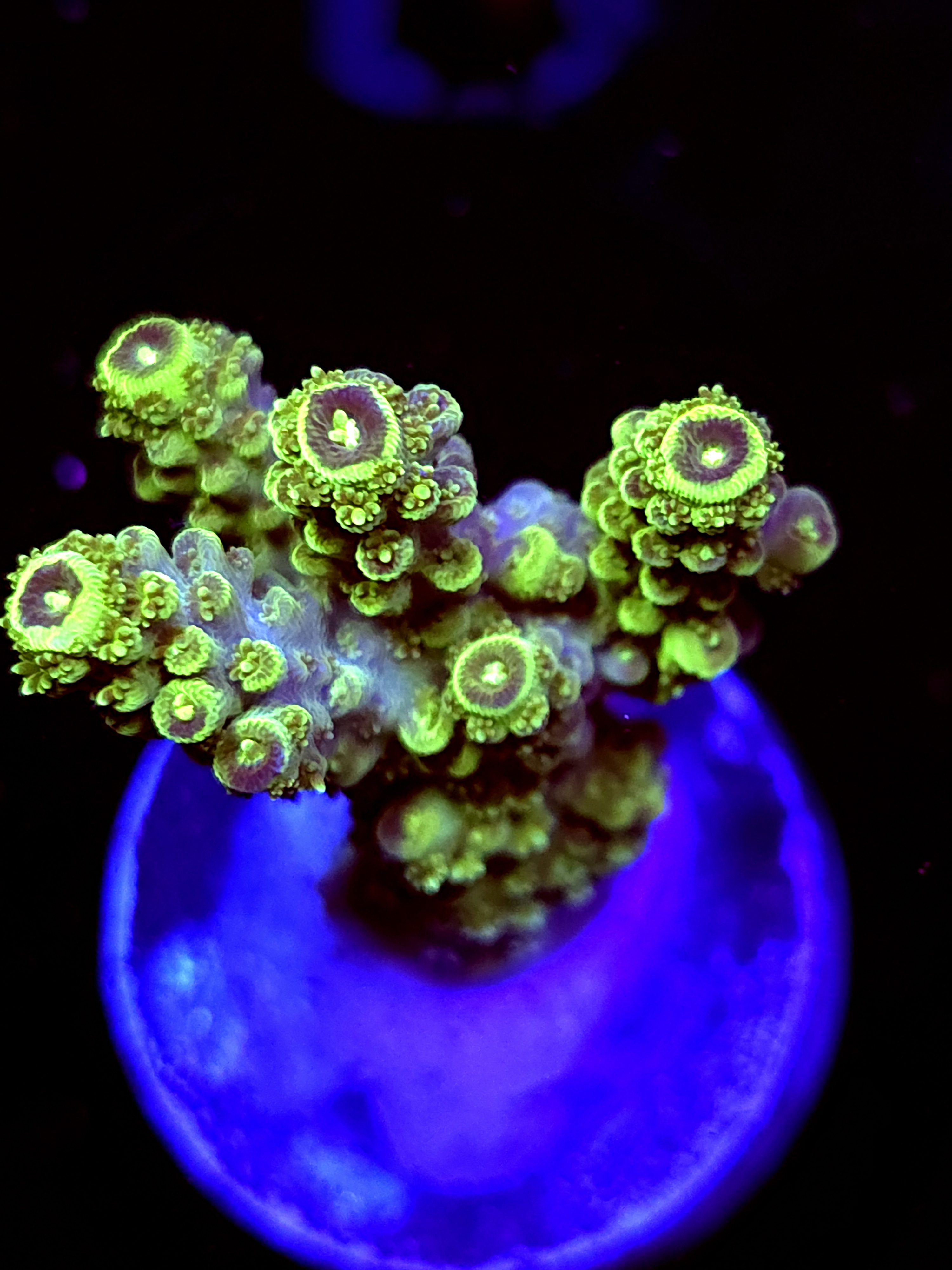 SBB "Green Giant" Acro Medium Multibranch Colony