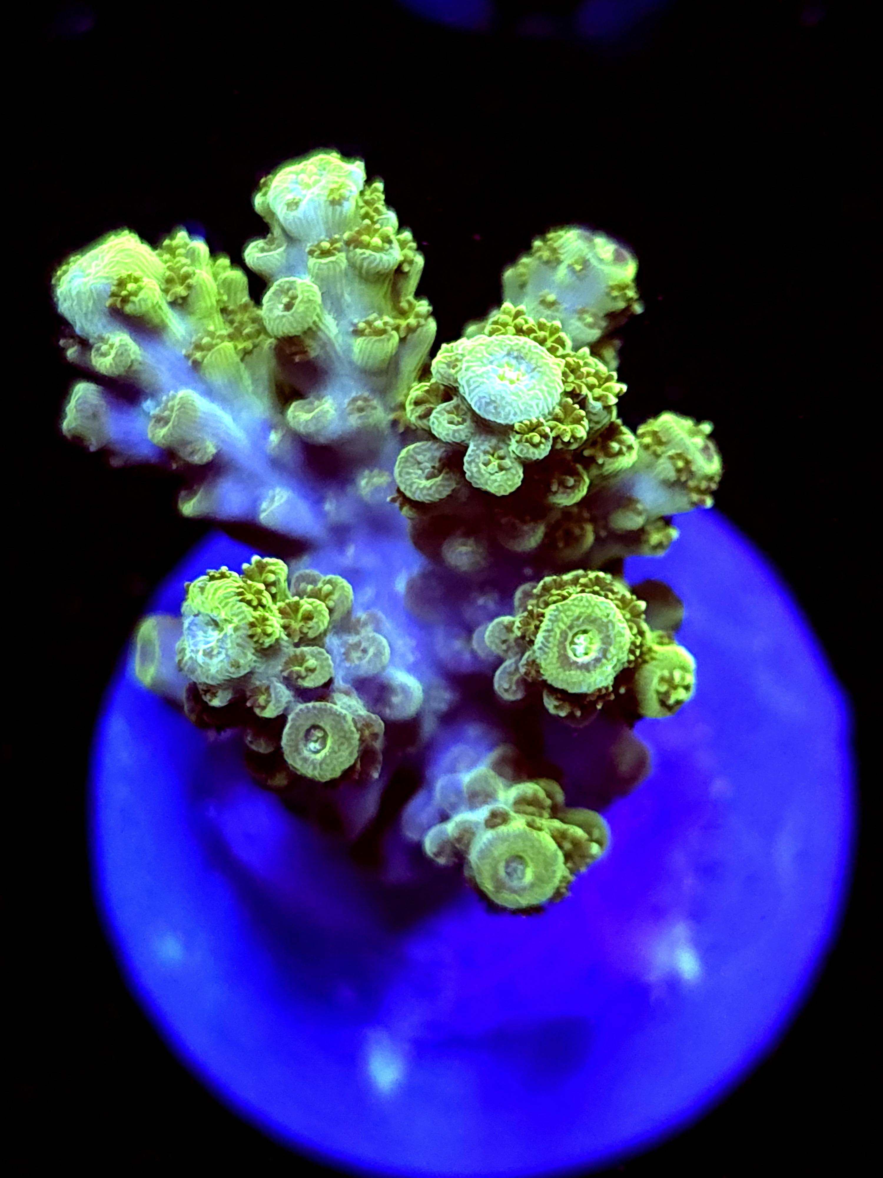 SBB "Green Giant" Acro Medium Multibranch Colony