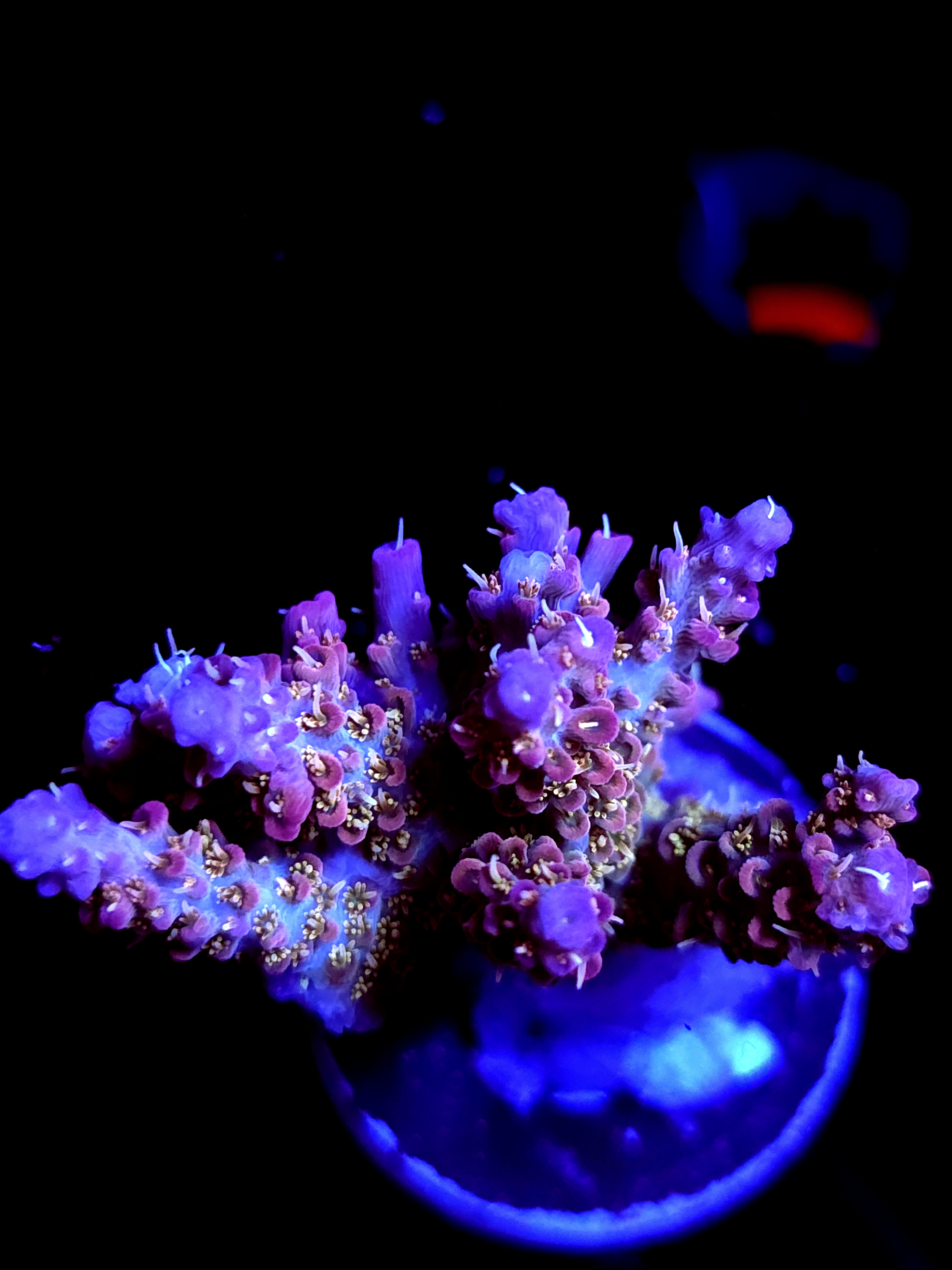 SBB "Pinky The Bear" Acro Large Multibranch Colony