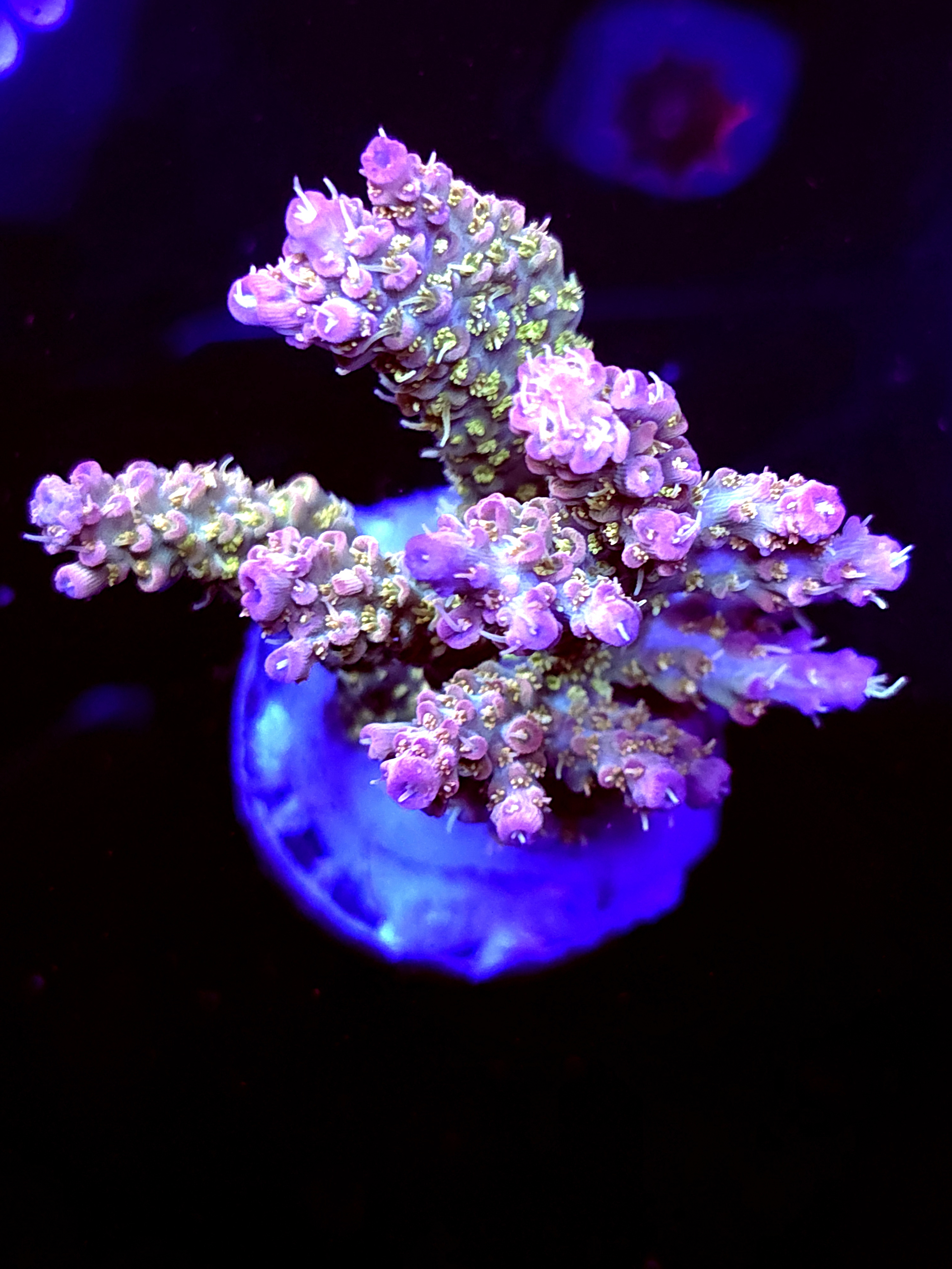 SBB "Mystery Signaturer" Acro Large Multibranch Colony