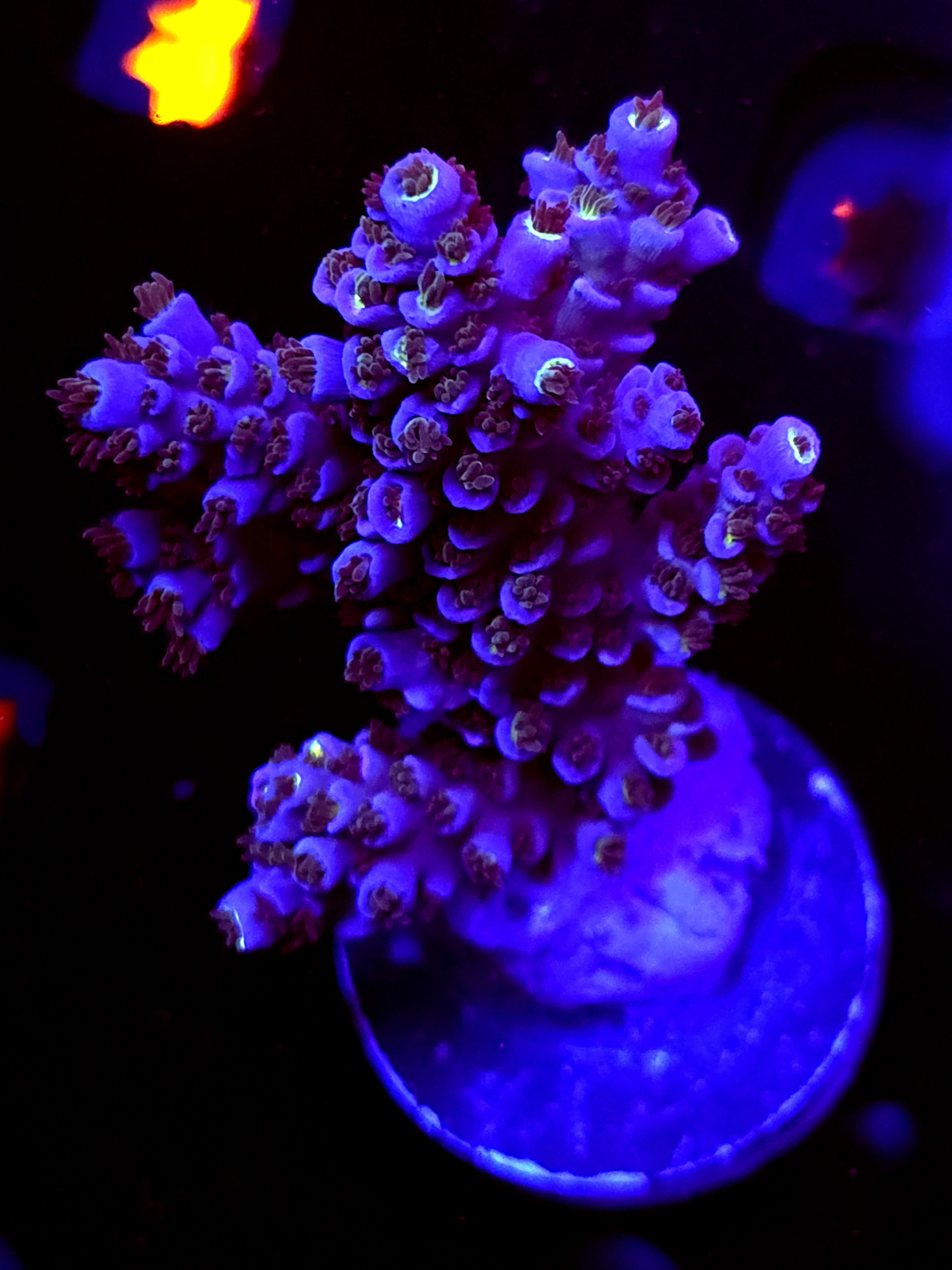 SBB "Meteroid" Acro large Multibranch Colony