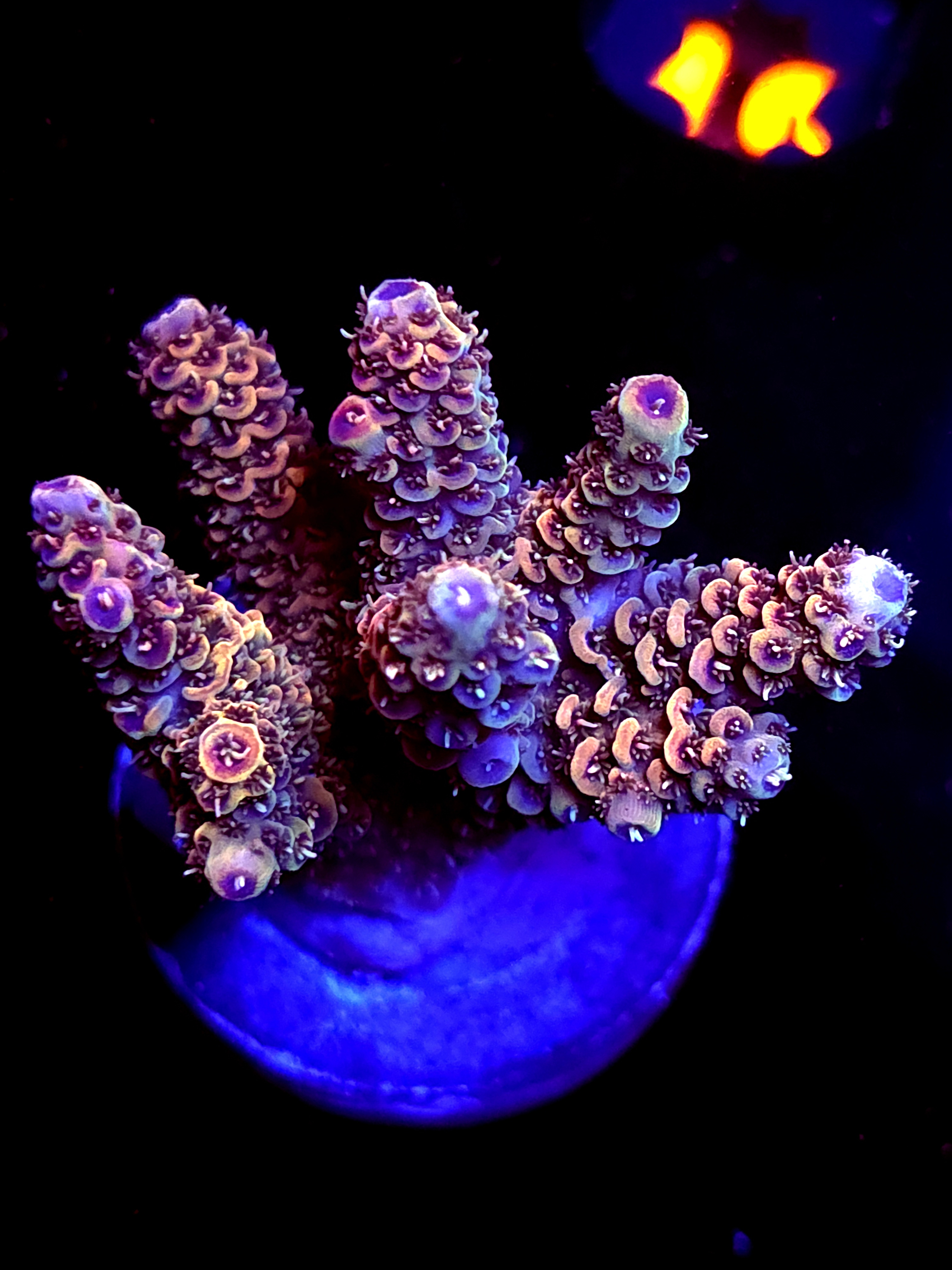 SBB "Grizzley Bear" Acro Medium Multibranch Colony