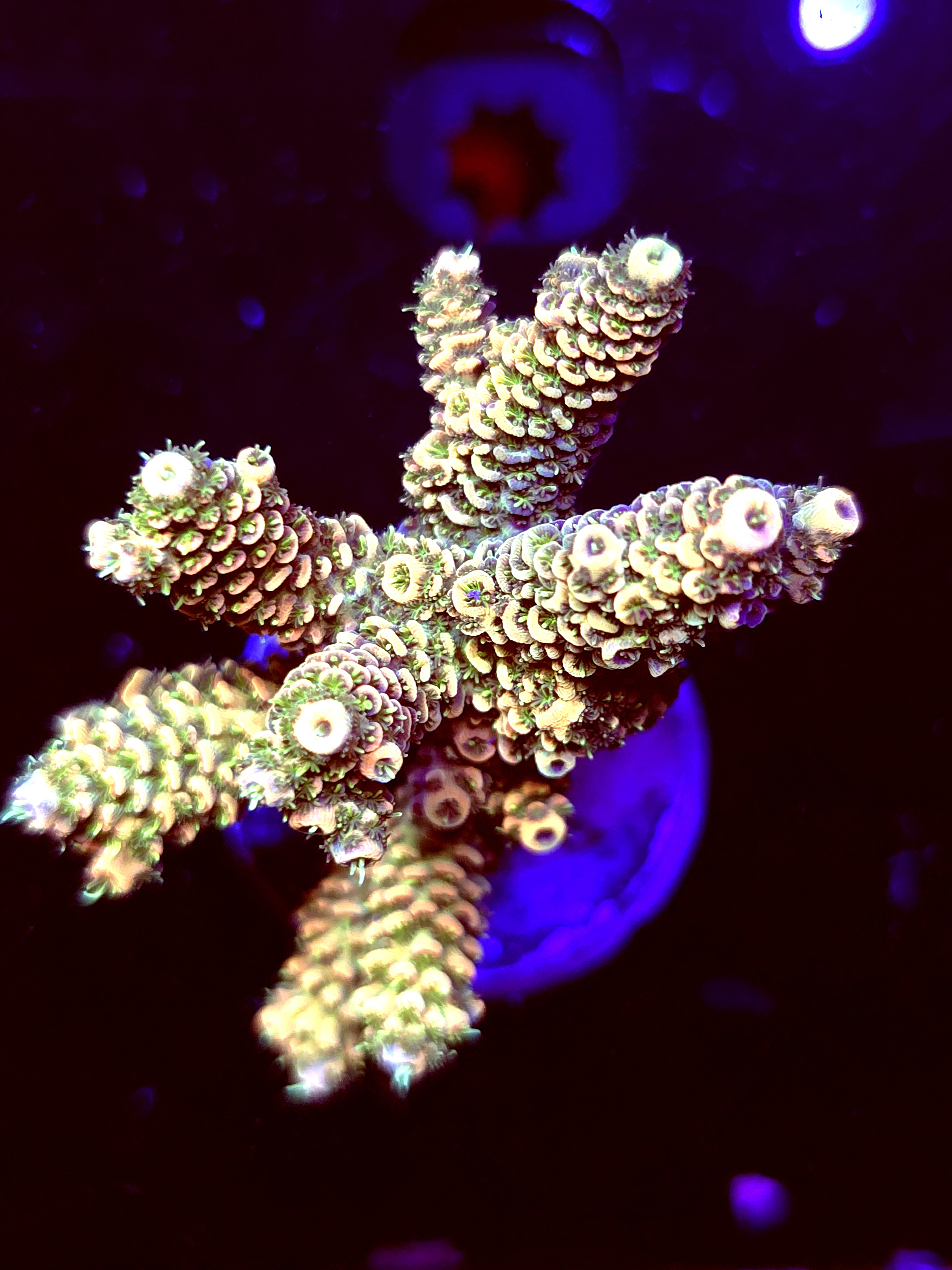 SBB "Orange Blast" Acro Large Multibranch Colony