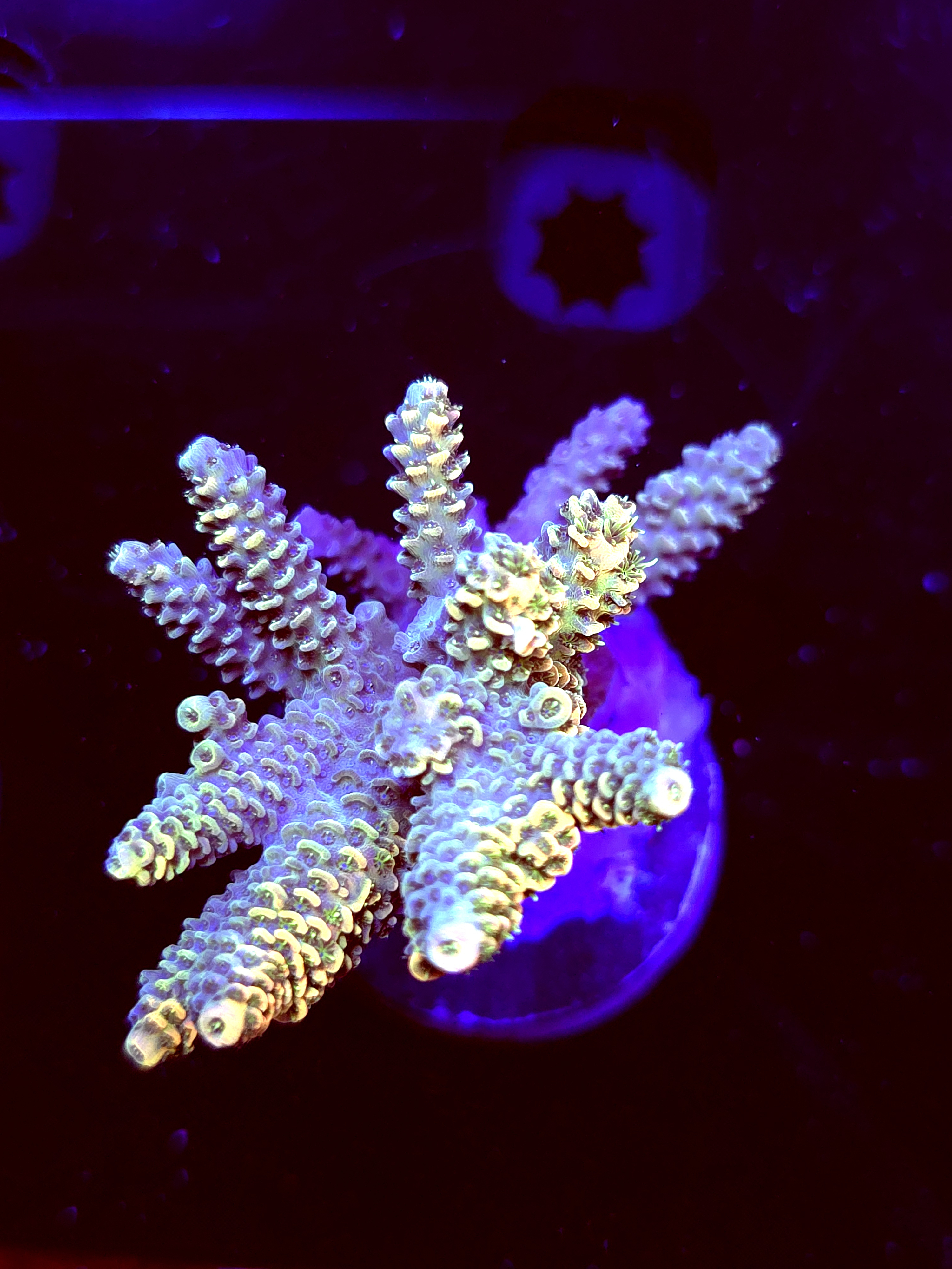 SBB "Orange Blast" Acro Large Multibranch Colony