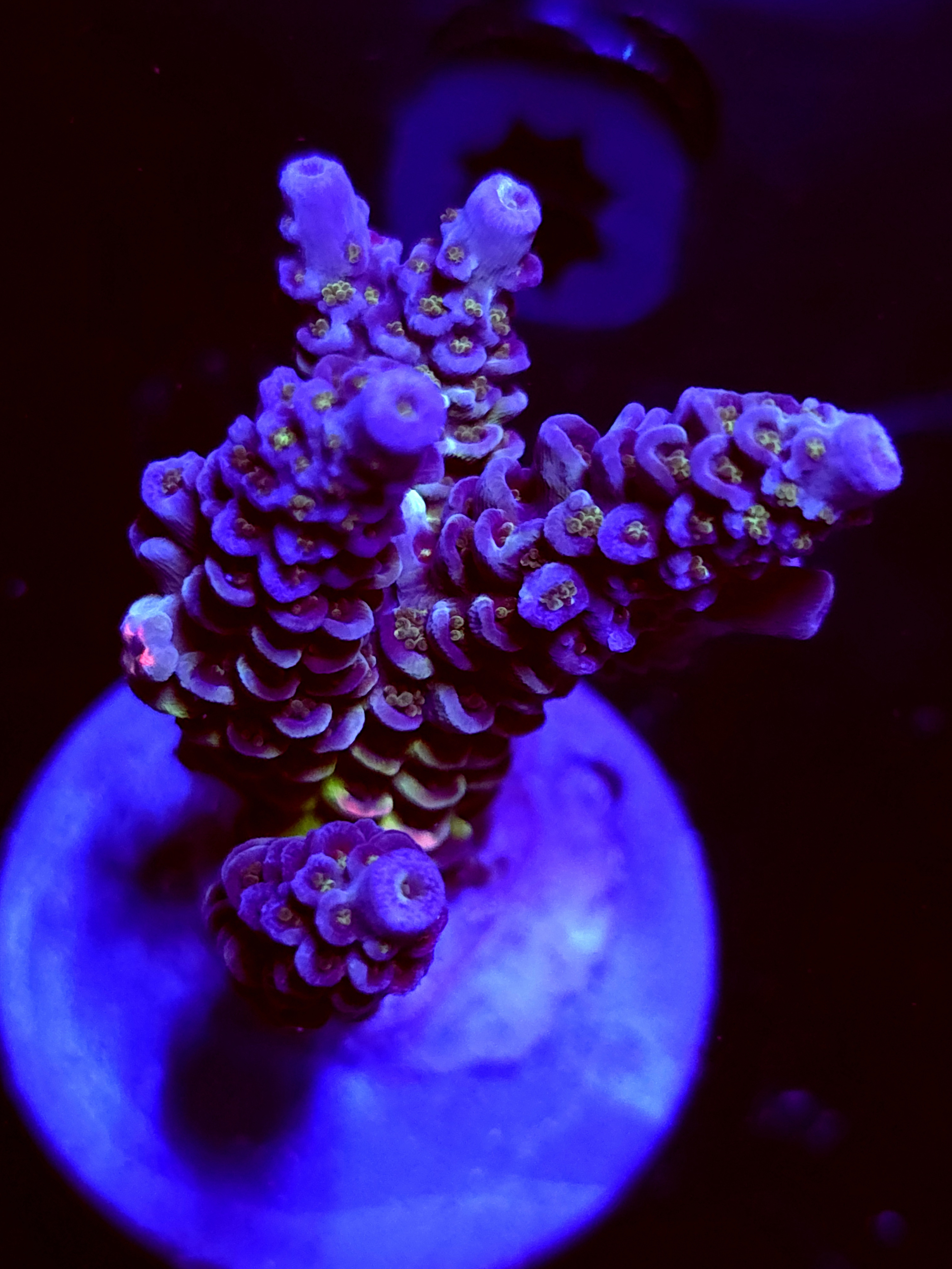 SBB "Dragon Coaster" Acro Large Multibranch Colony