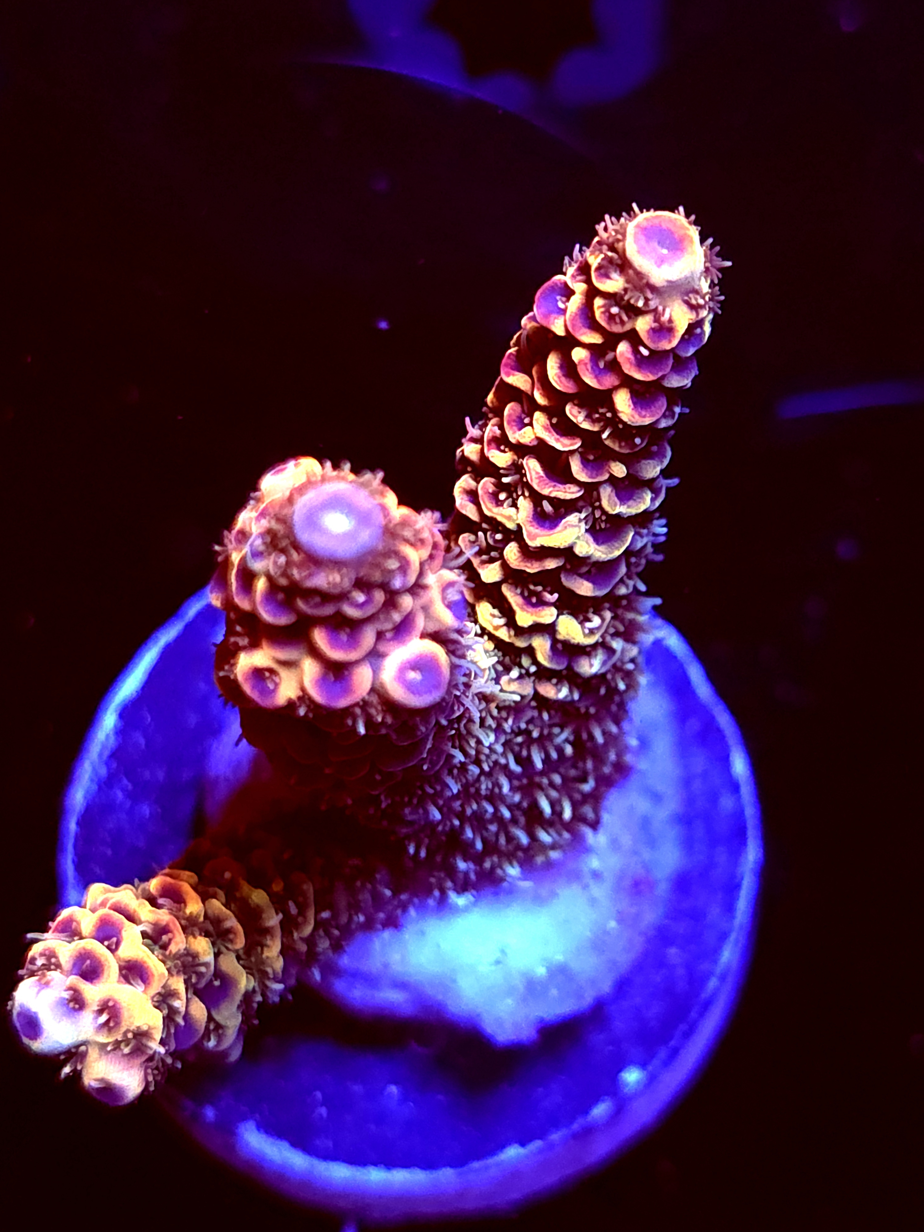 SBB "Melty Mix" Acro Large 3 Branch Colony