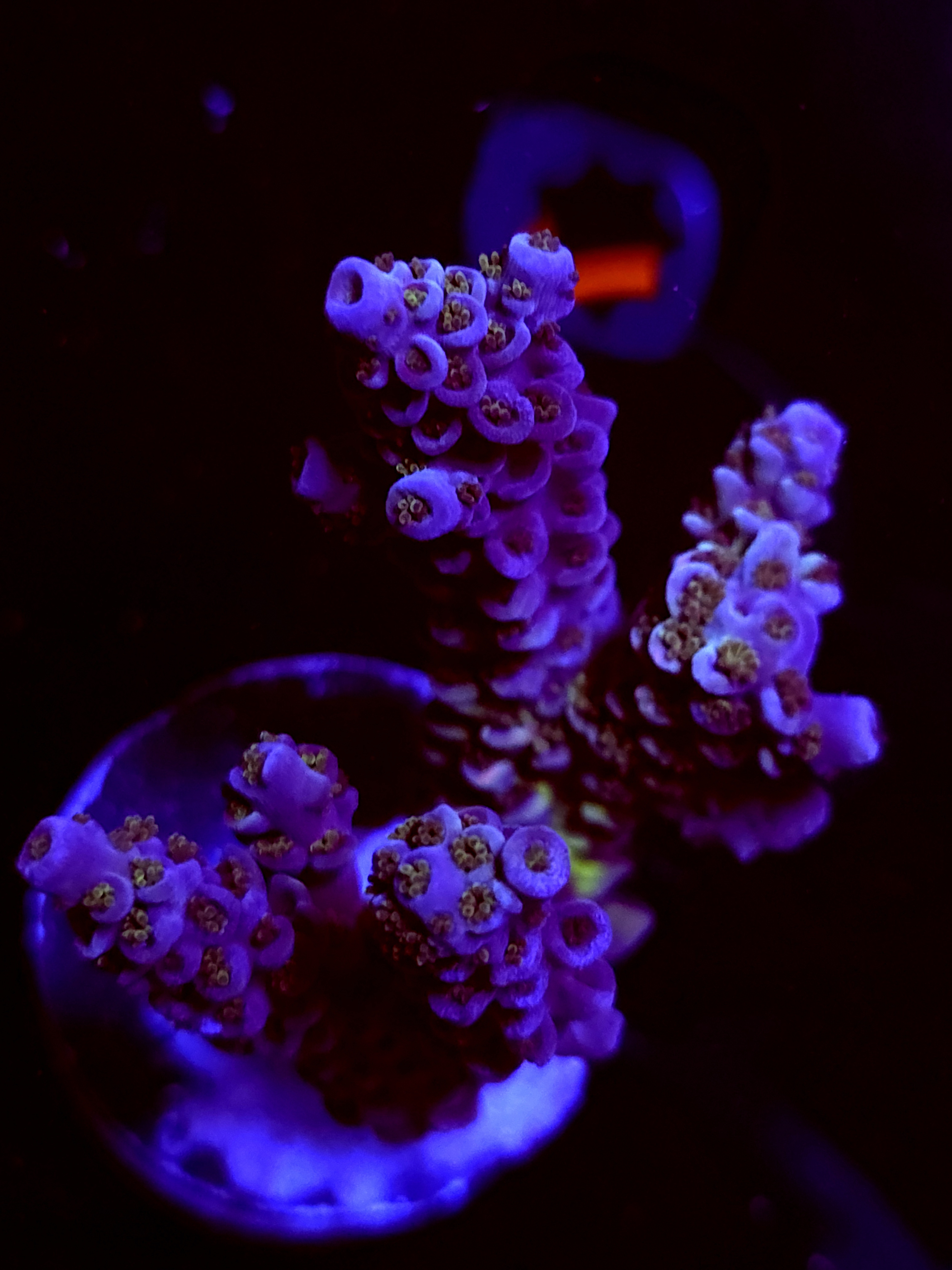 SBB "Dragon Coaster" Acro large Multibranch Colony