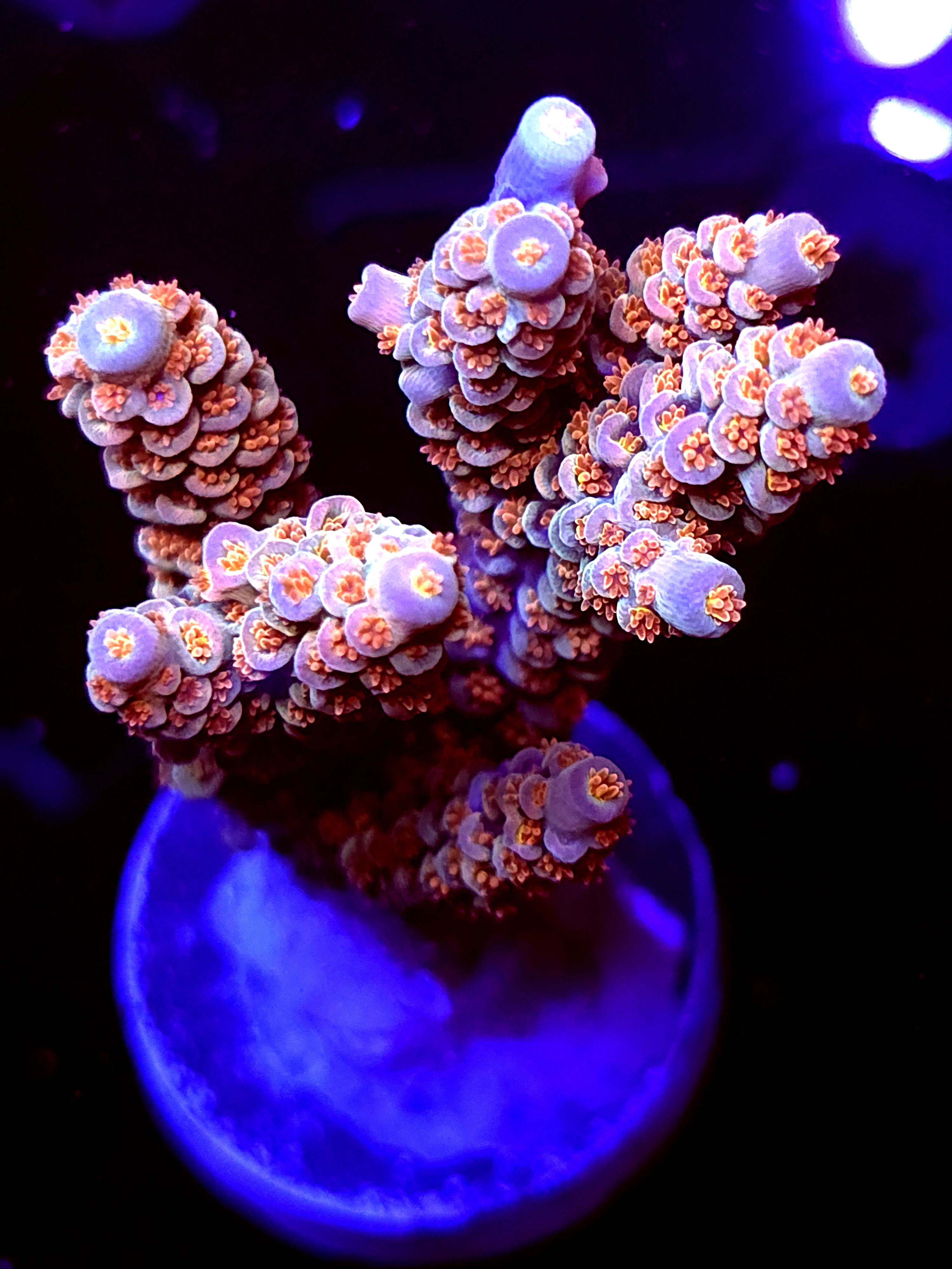 SBB "Green Machine" Acro Large Multibranch Colony