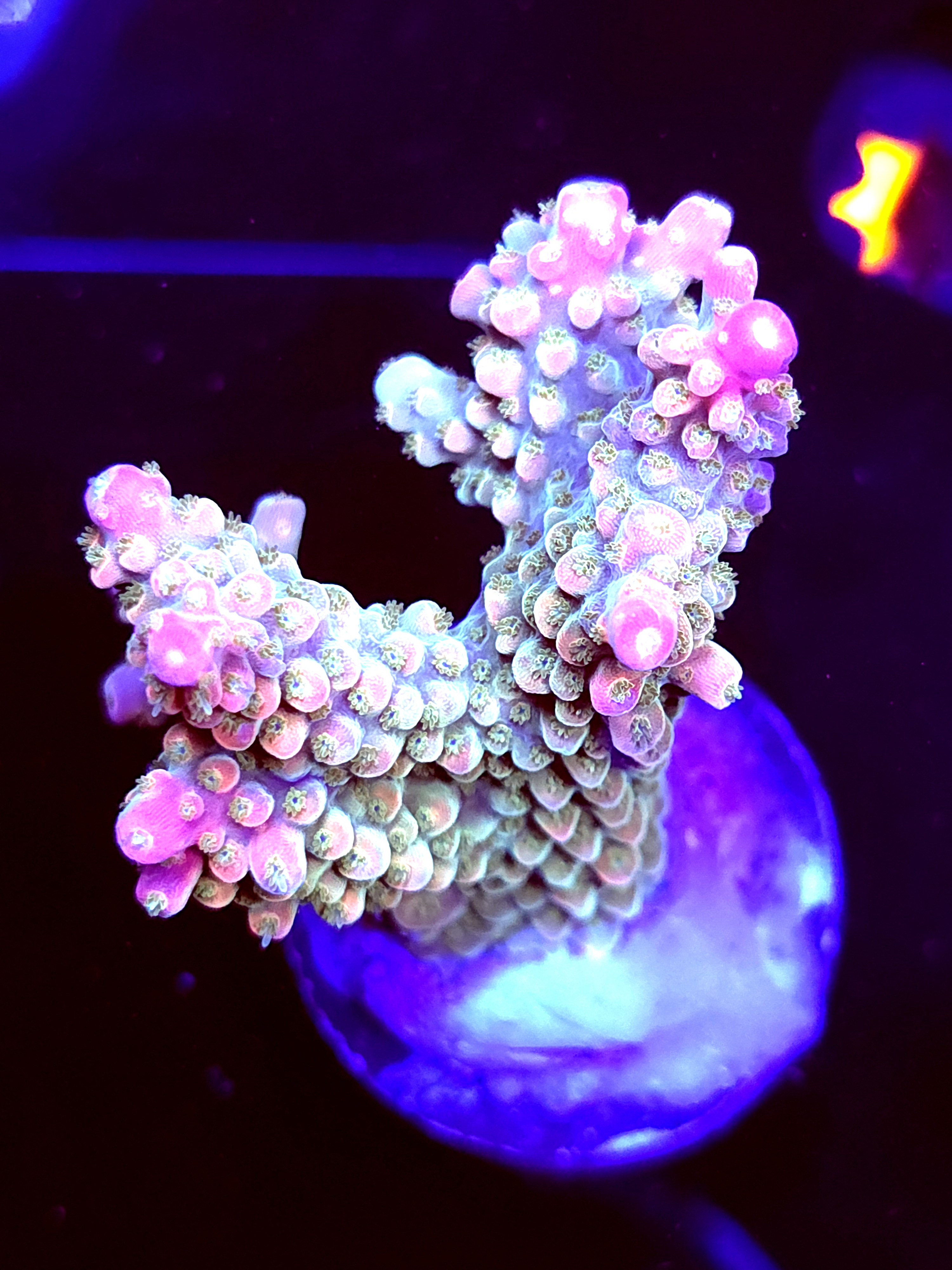 SBB "Afterburner" Acro Large 4 Branch Colony