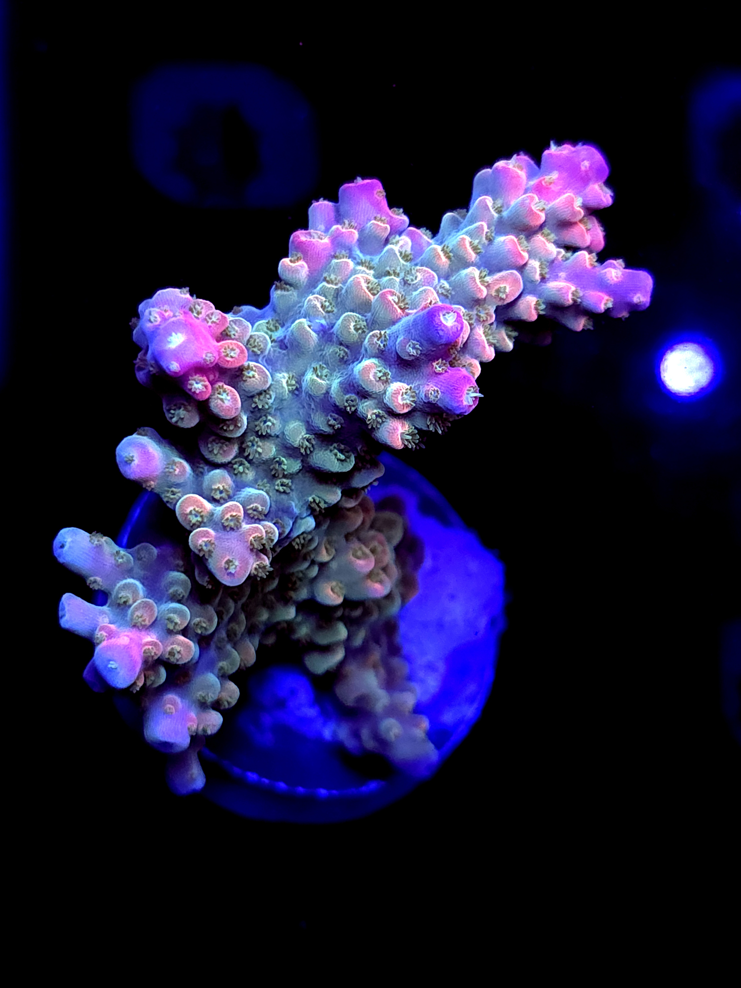 SBB "Afterburner" Acro Large Chunky Colony