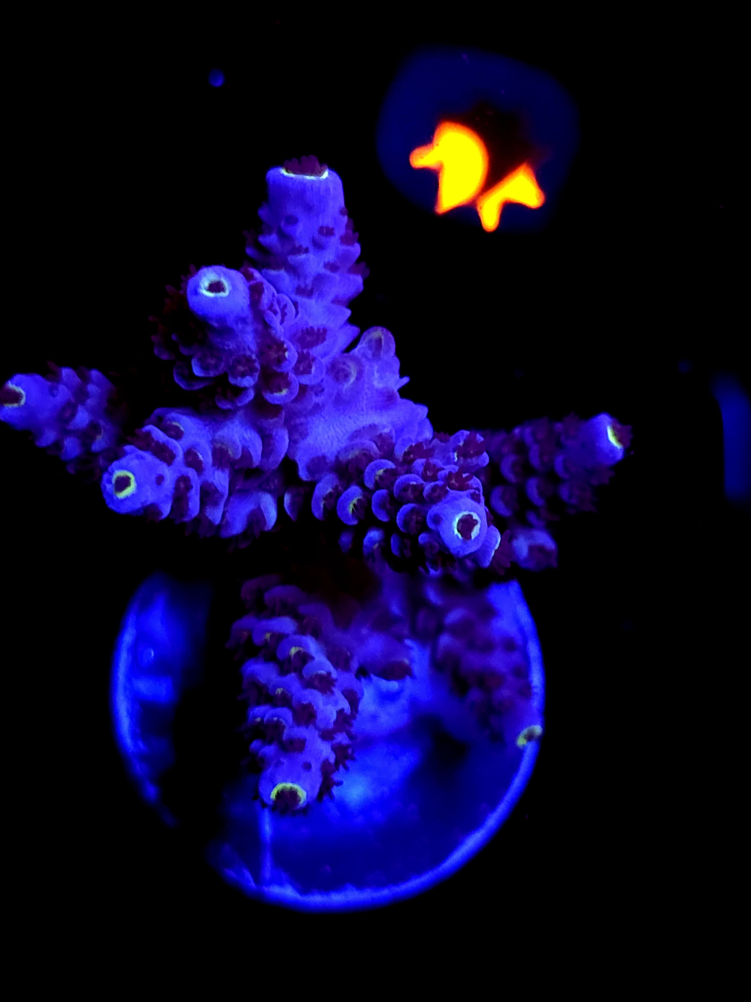 SBB "Mystery Signature" Acro Large Multibranch Colony