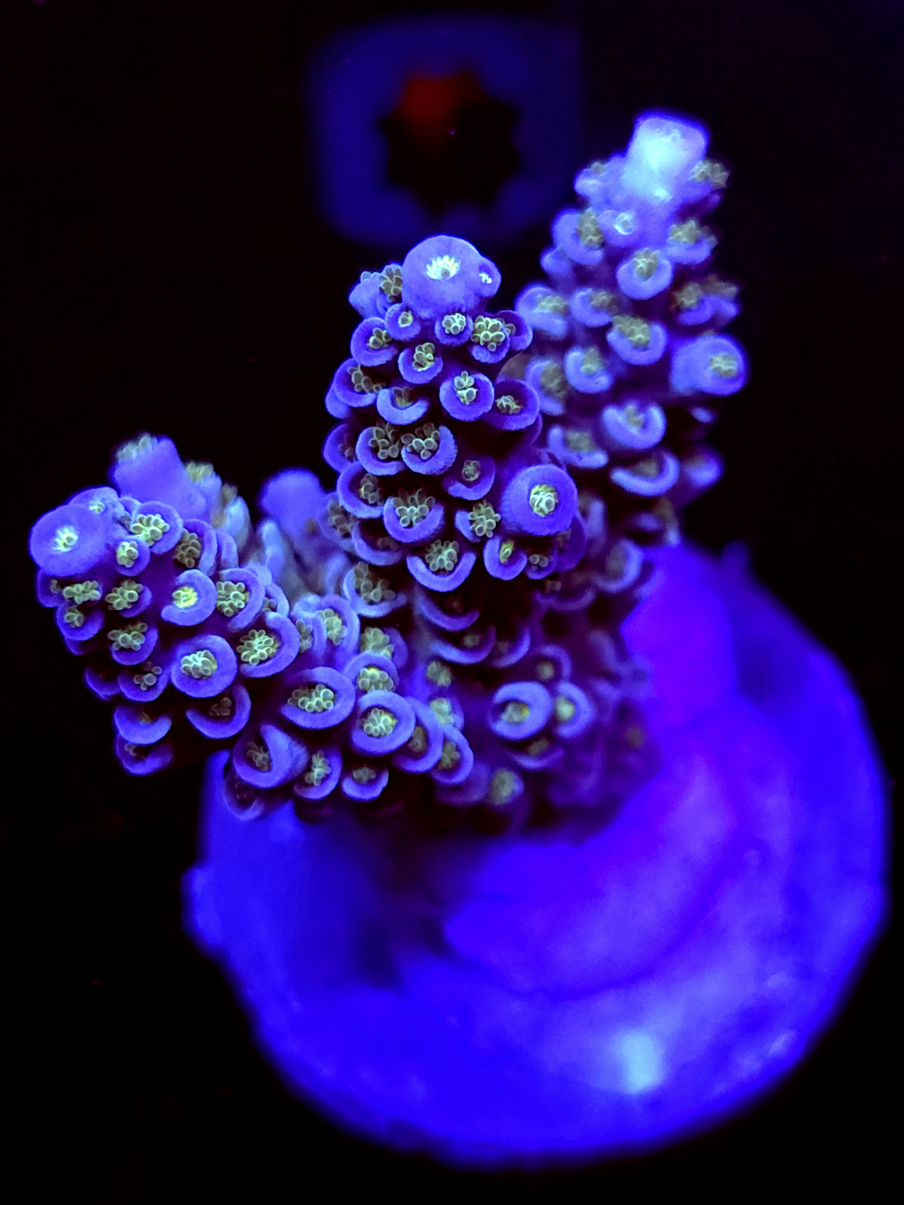 SBB "Pixie Dust" Acro Large 3 Branch Colony