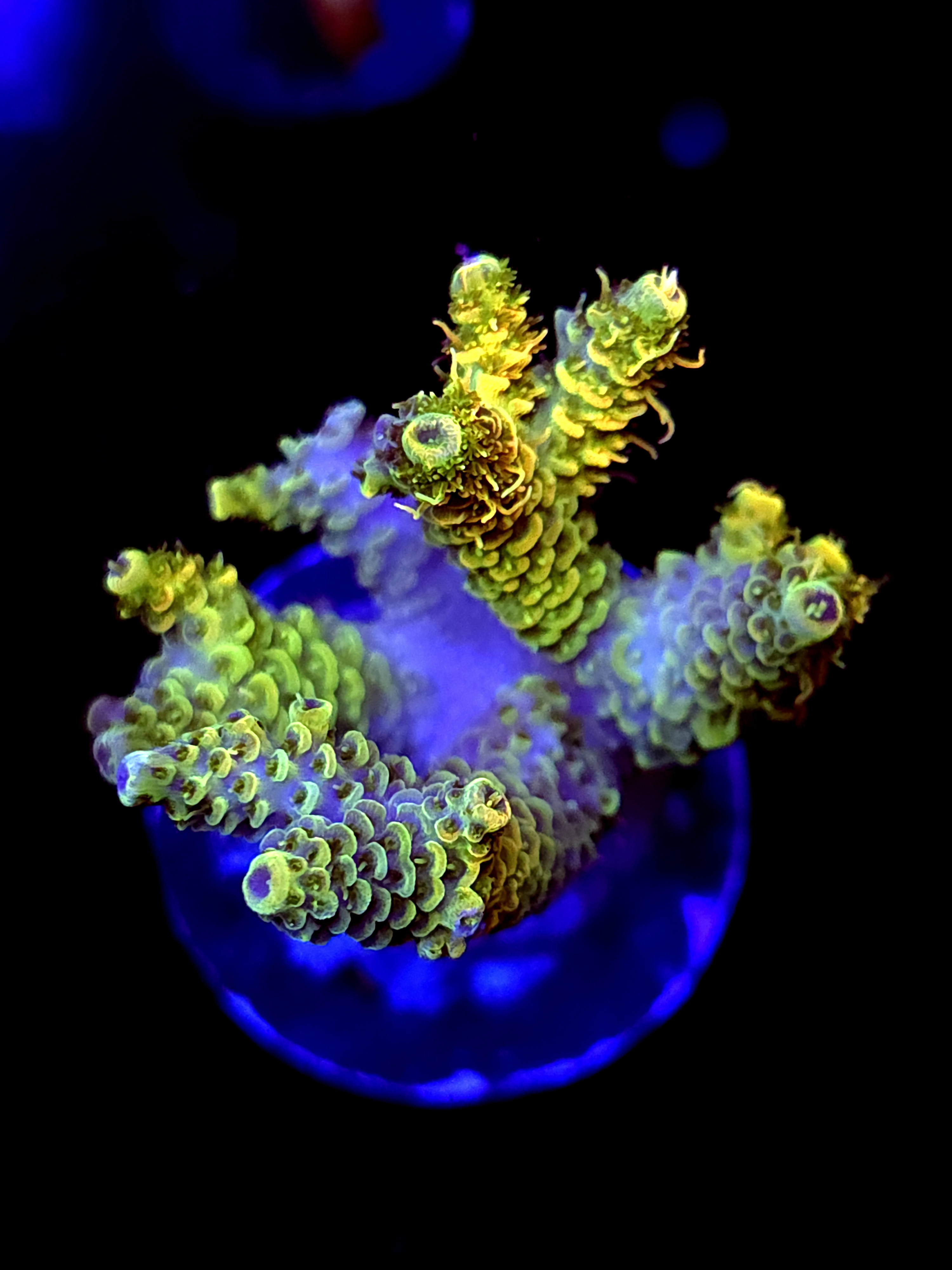 SBB "Heat Glow" Acro Large Multibranch Colony