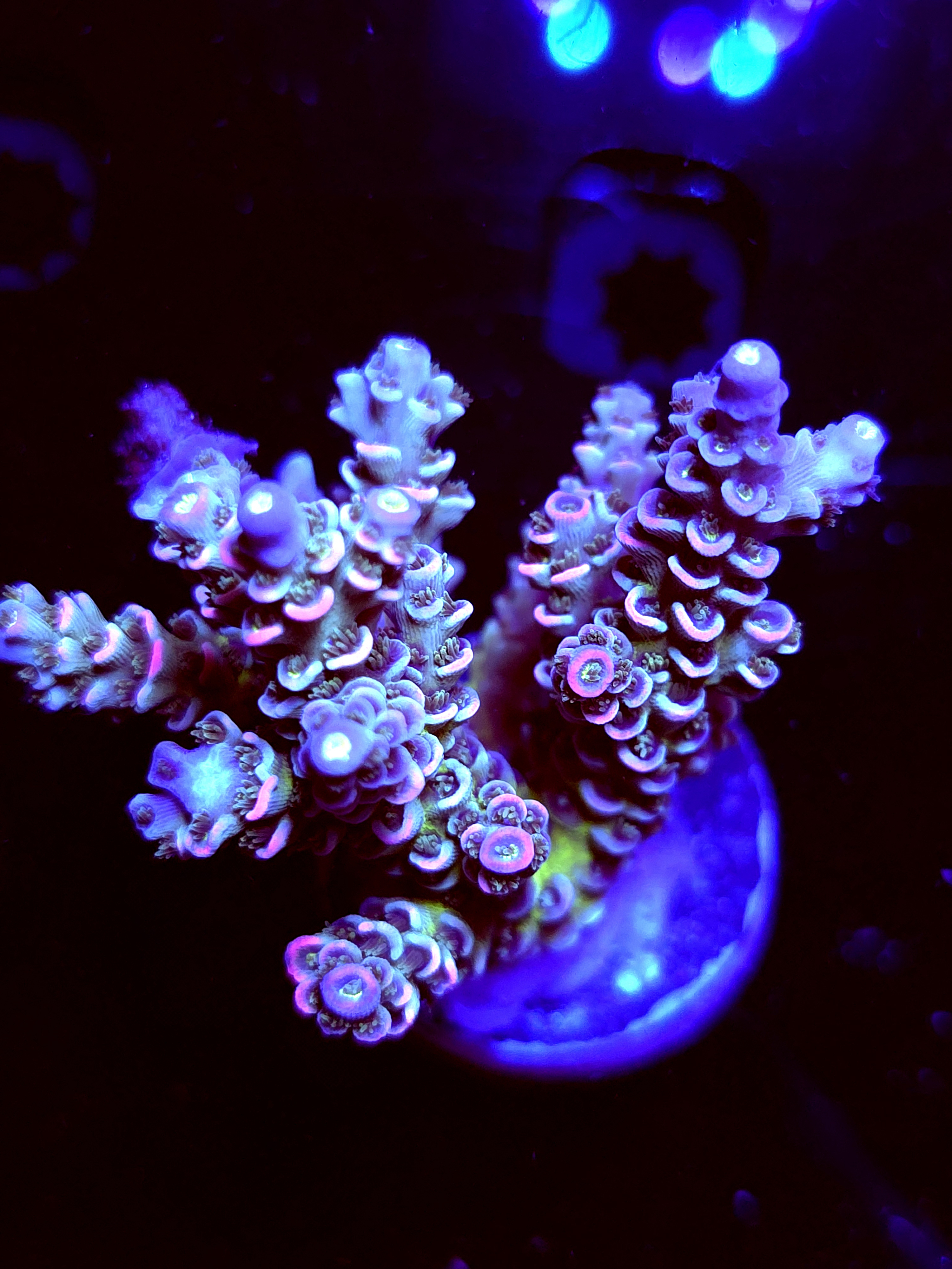 SBB "Glow Flux" Acro Large Multibranch