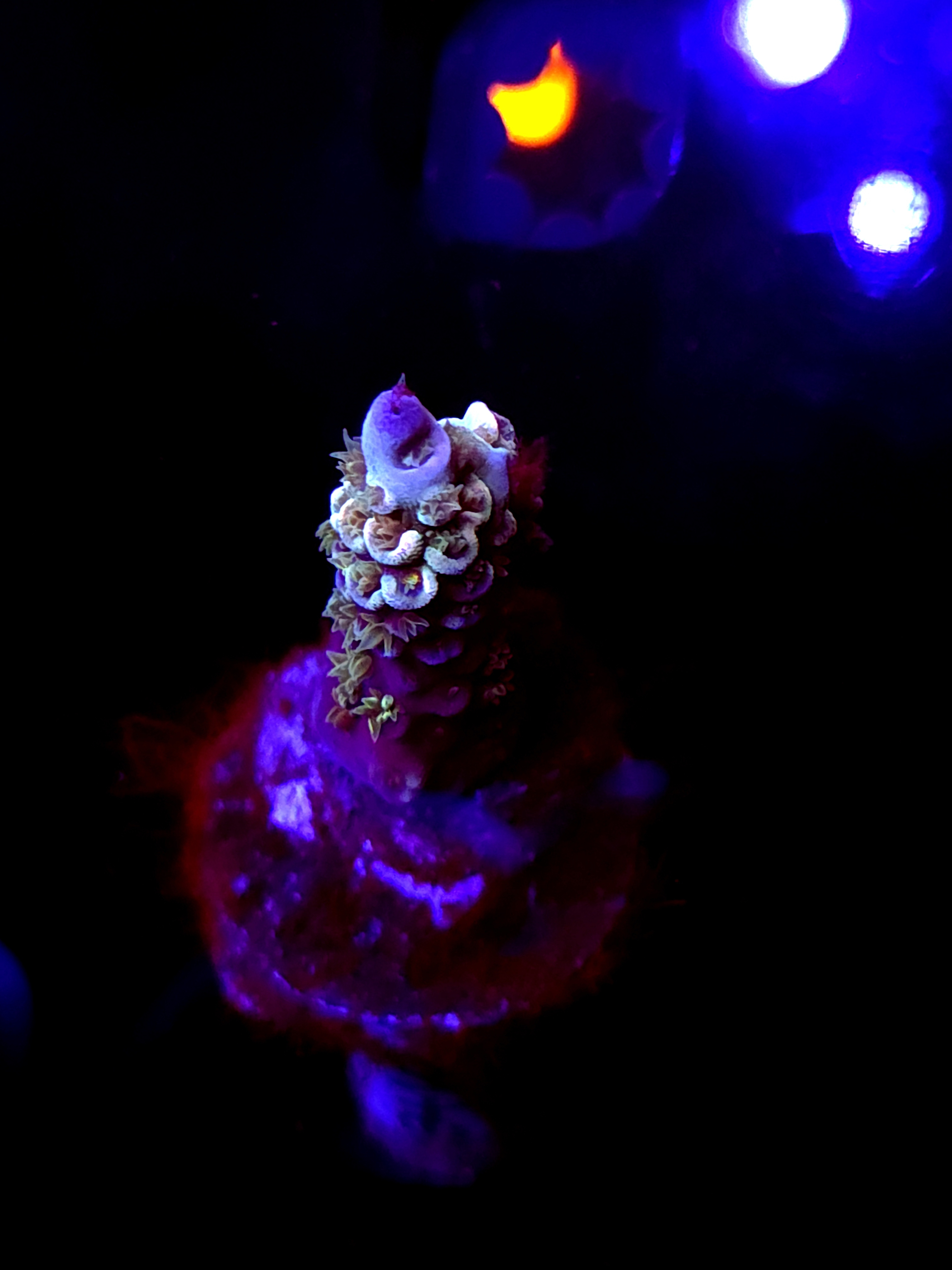 SBB "Molten Eye" Acro Small Branch